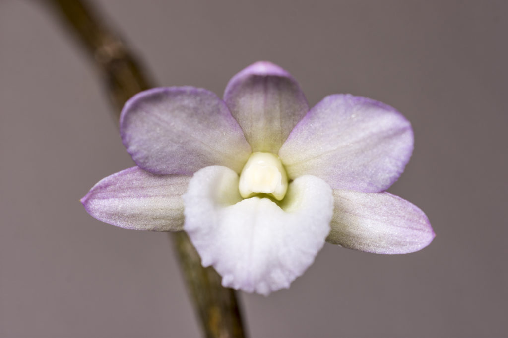 Dendrobium Cumulatum