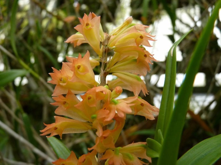 Dendrobium Faciferum
