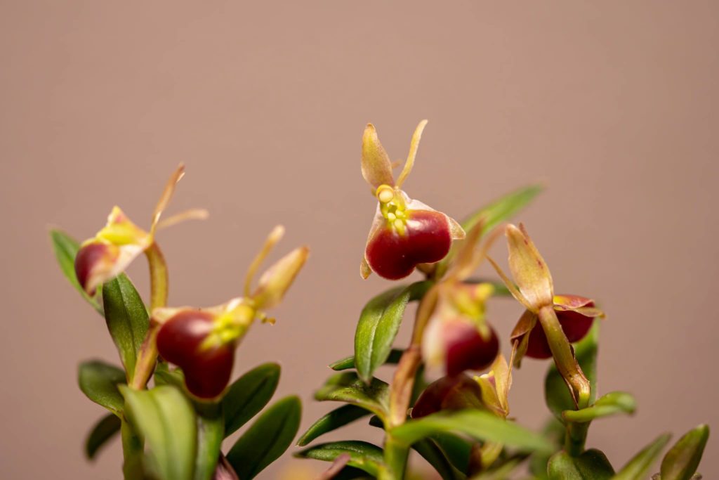 Epidendrum Porpax 5