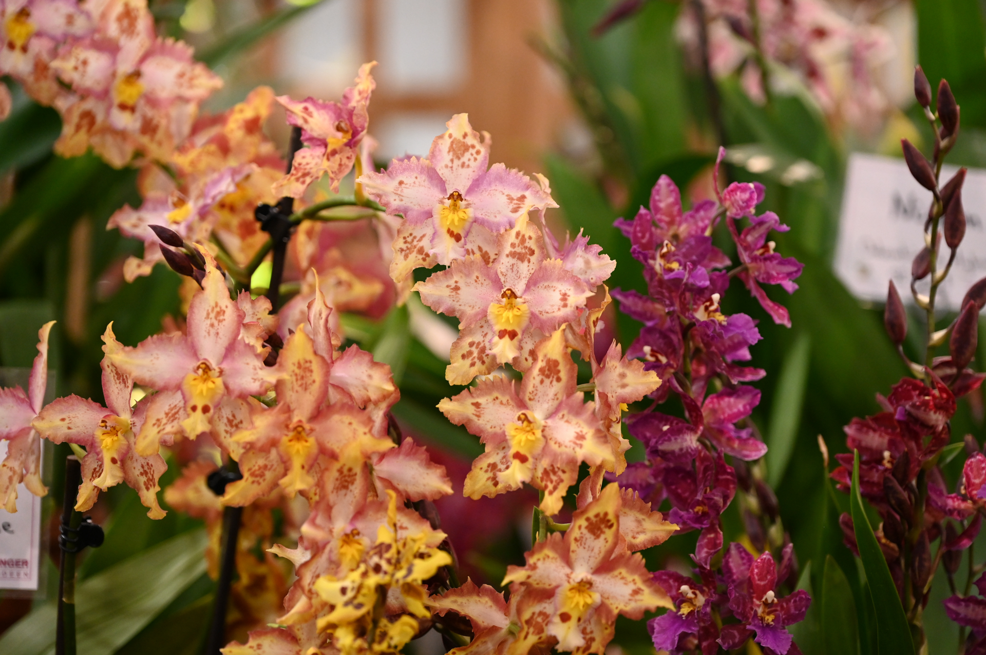 Dresdner Ostern 2026 – Orchideenausstellung Gesamtansicht