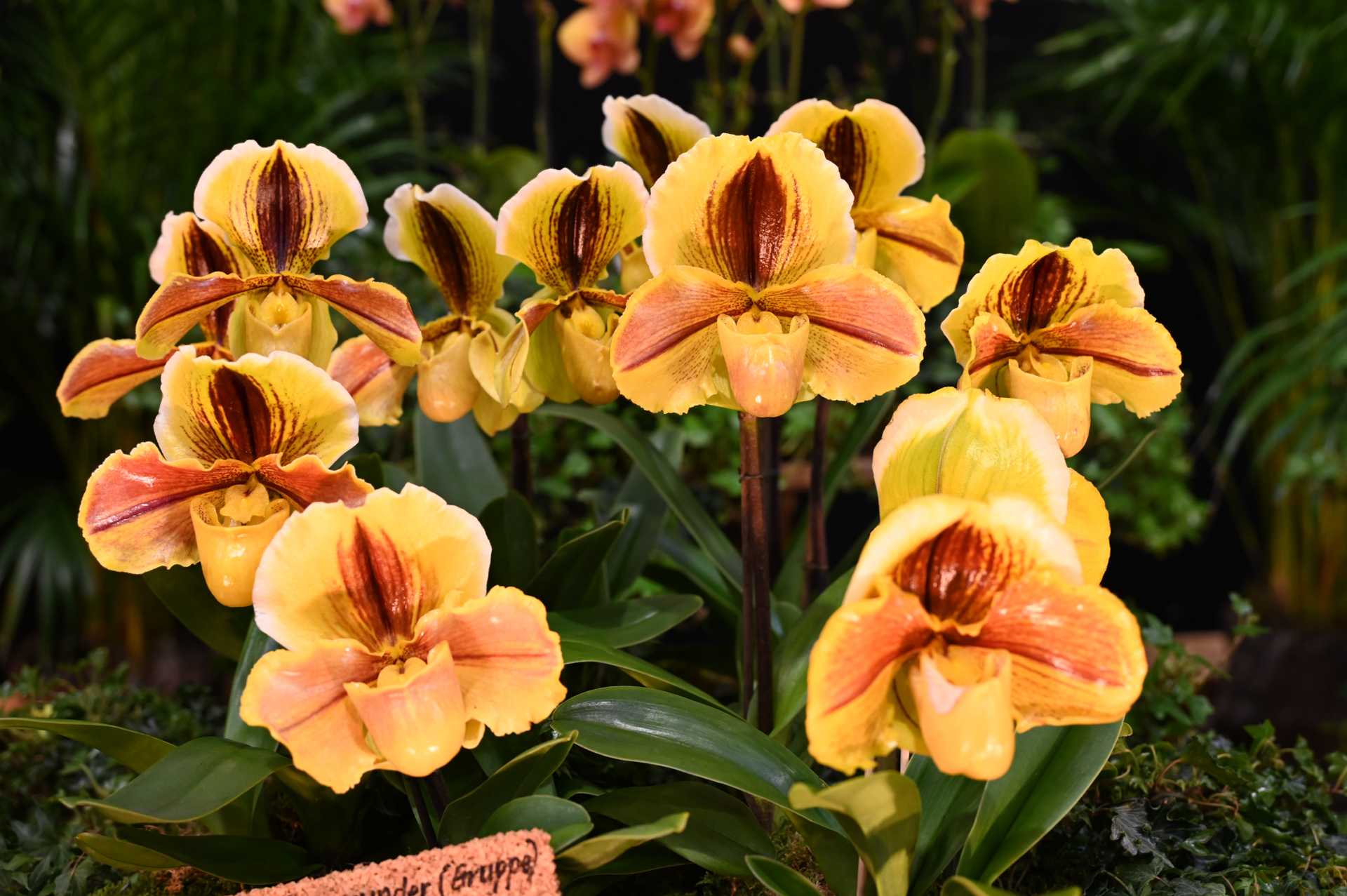 Dresdner Ostern 2026 – Orchideenarrangement