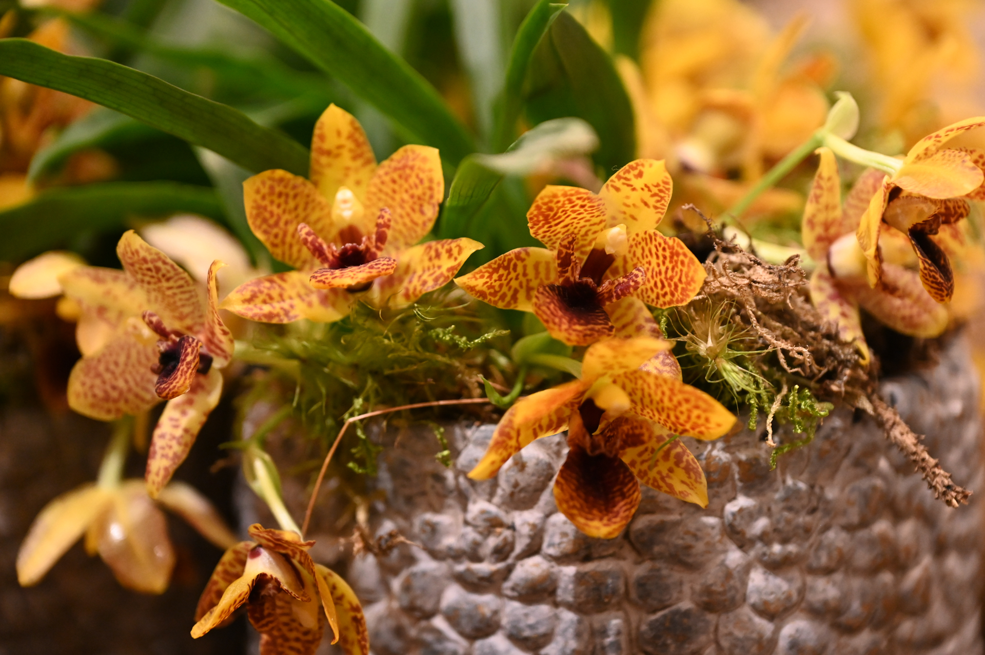 Dresdner Ostern 2026 – Orchideenarrangement Detail