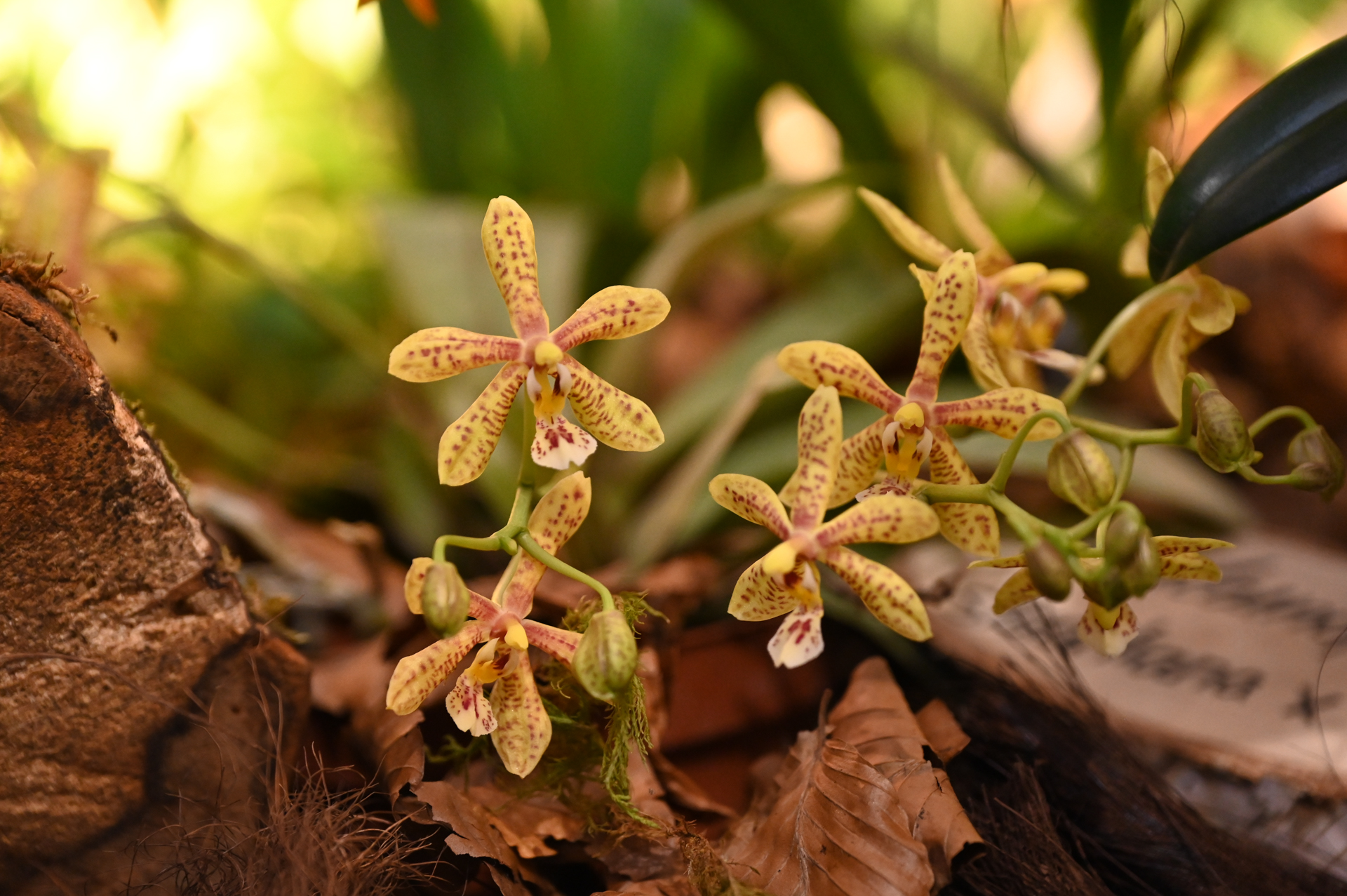 Dresdner Ostern 2026 – Orchideenpräsentation