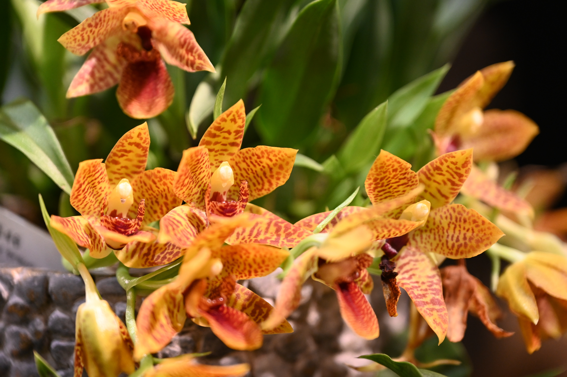 Dresdner Ostern 2026 – Orchideenfülle