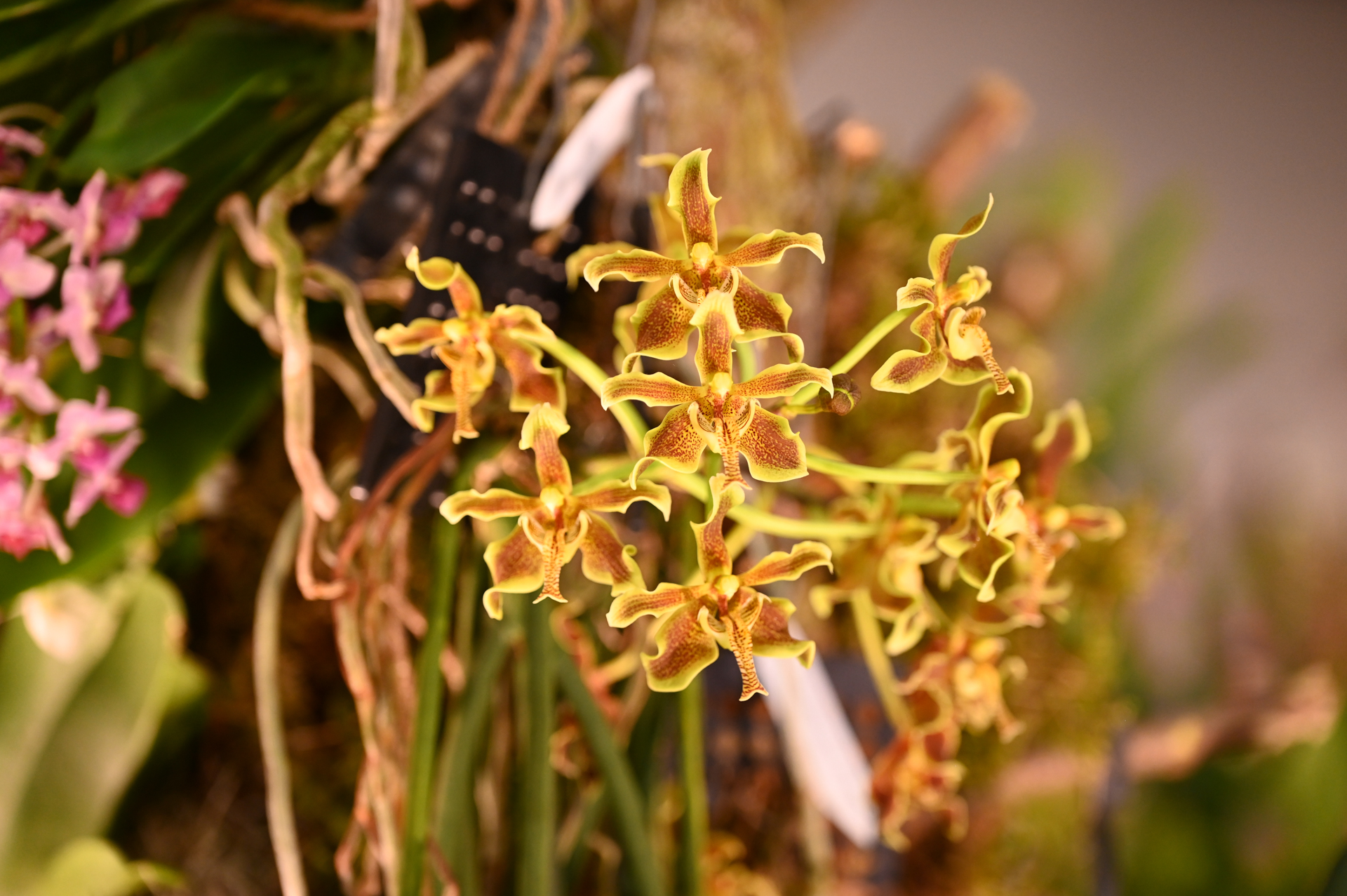 Dresdner Ostern 2026 – Orchideen Detail