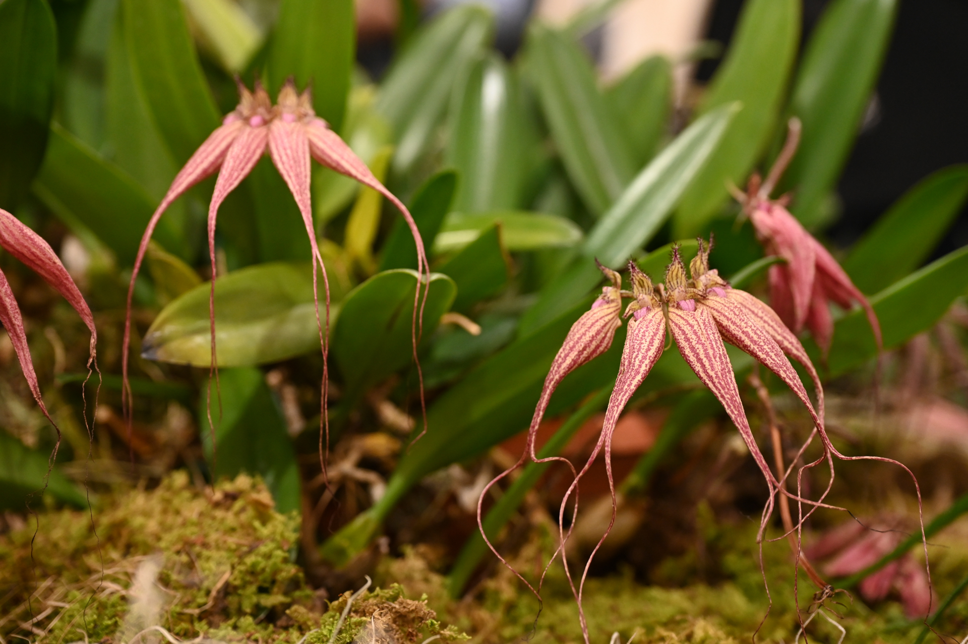 Dresdner Ostern 2026 – Orchideen Detail