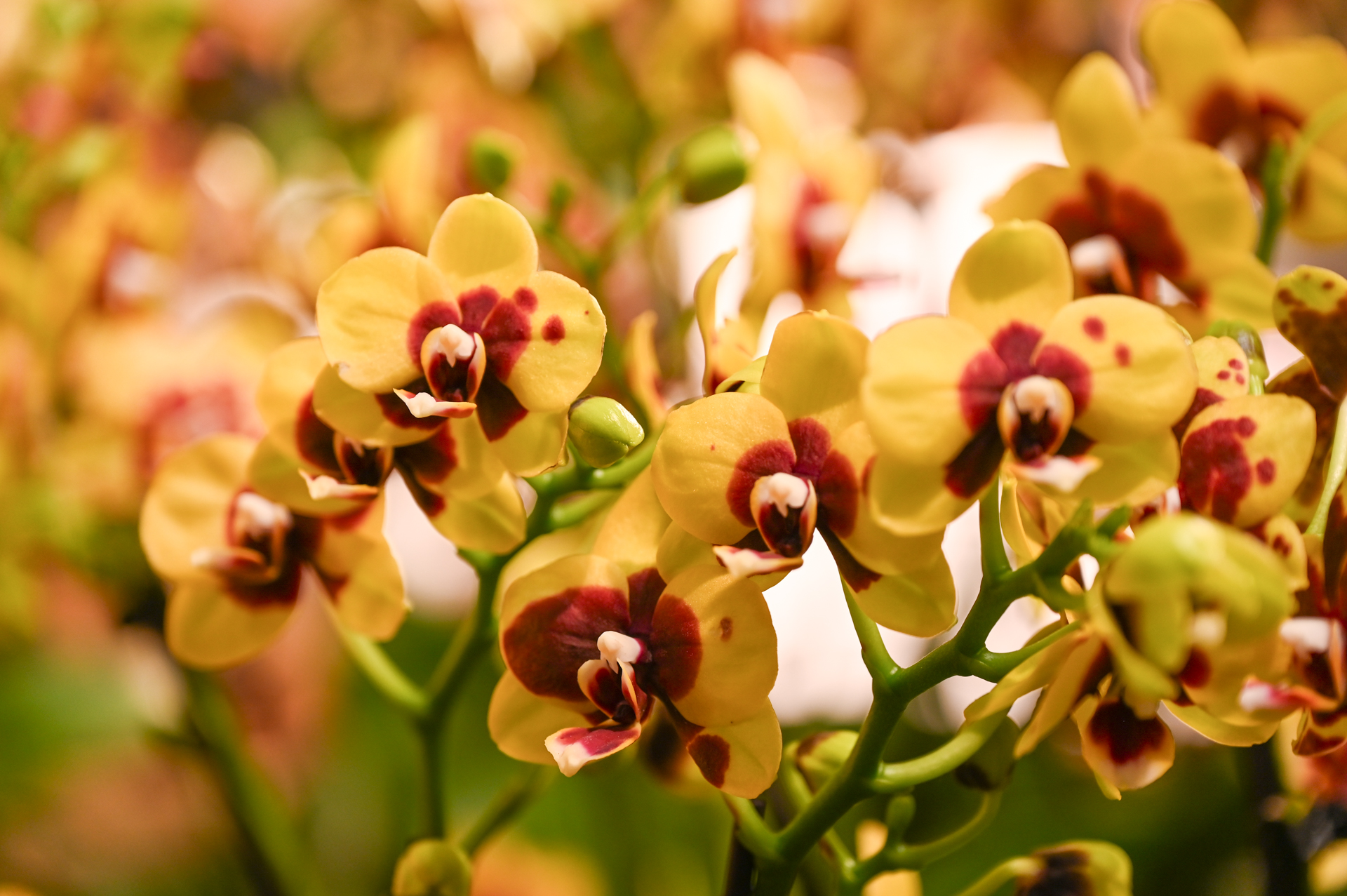 Dresdner Ostern 2026 – Deutsche Gärtnerei Stand