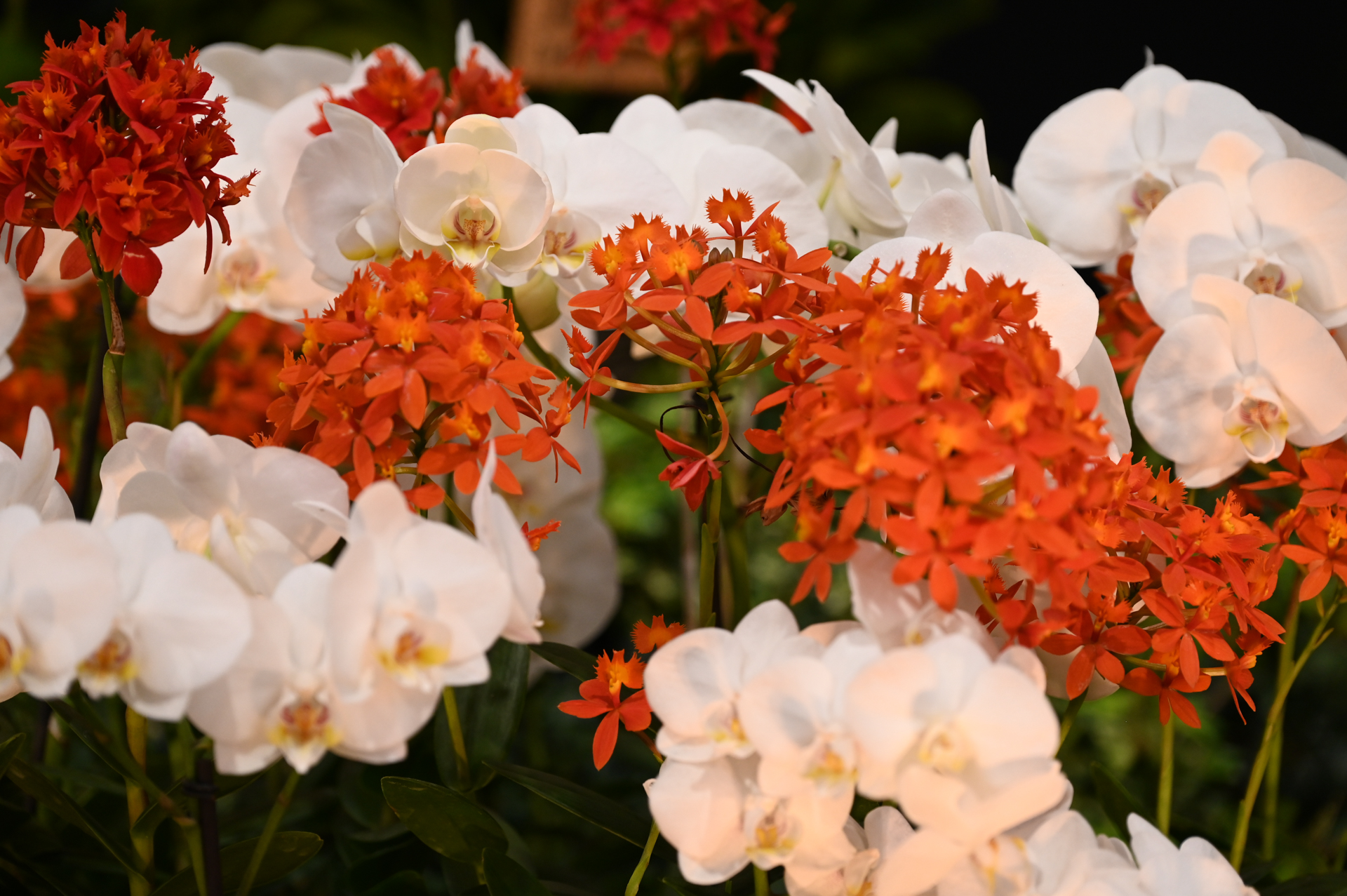 Dresdner Ostern 2026 – Deutsche Gärtnerei Arrangement