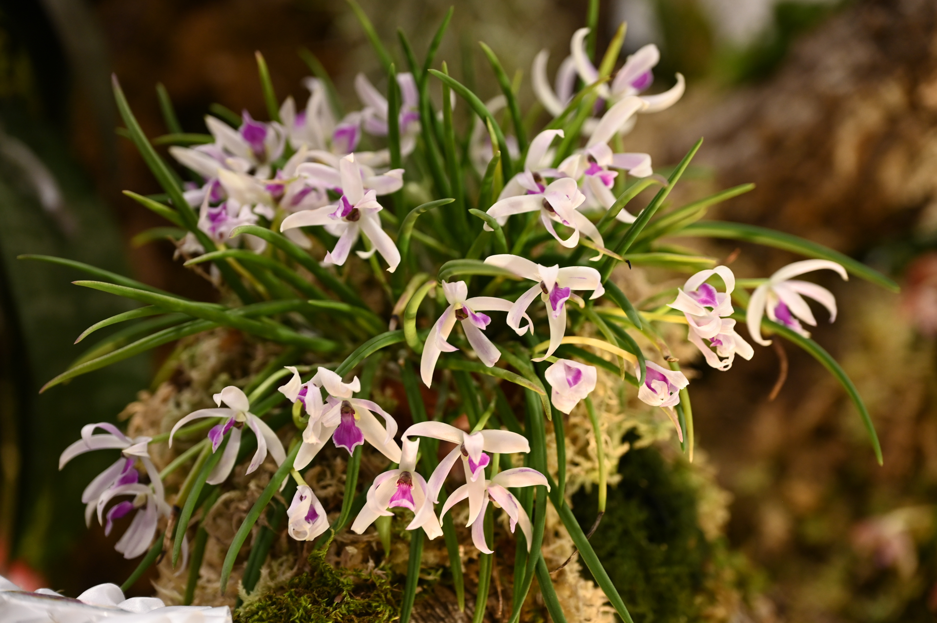 Dresdner Ostern 2026 – Orchidee Nahaufnahme