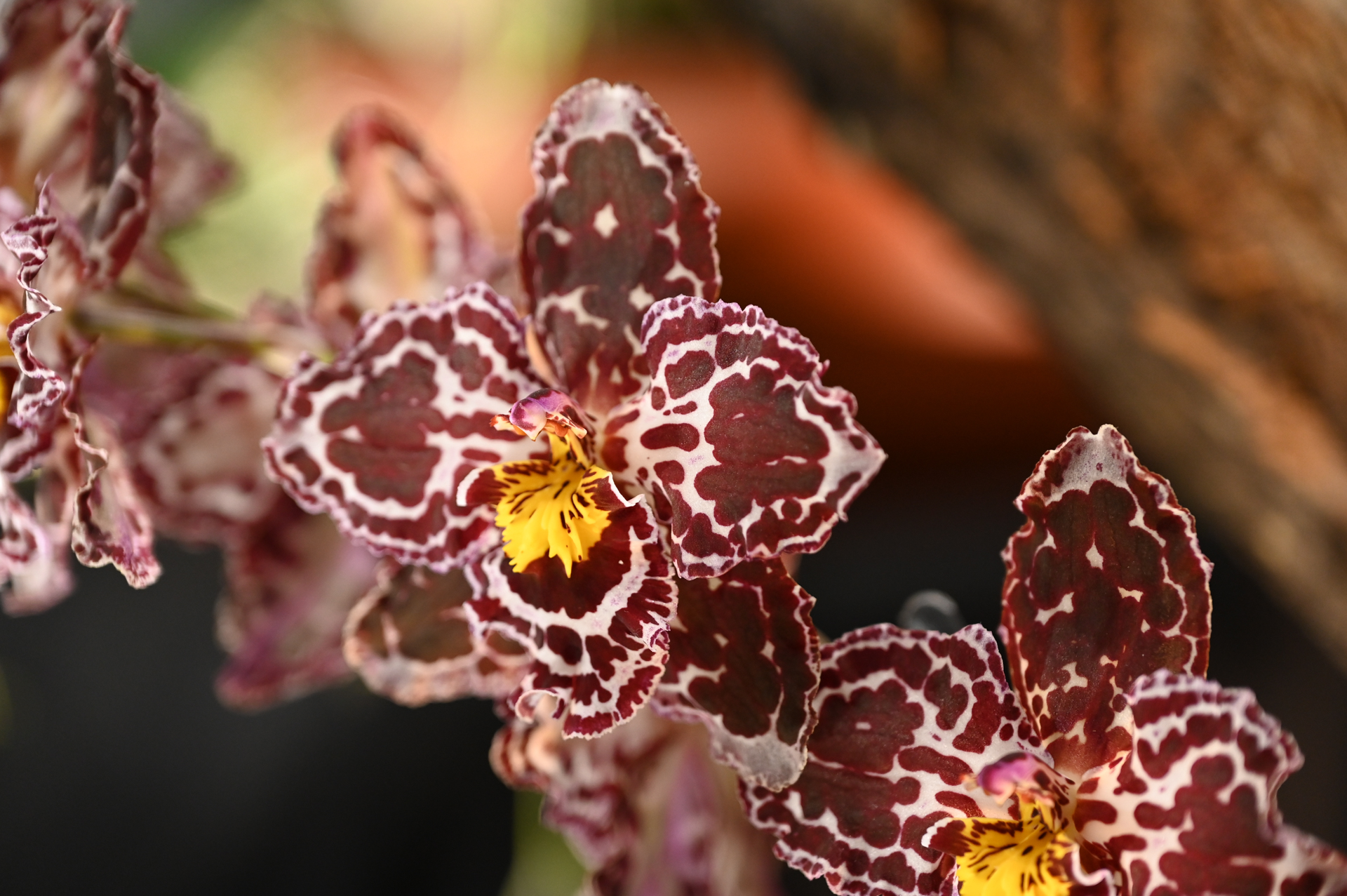 Dresdner Ostern 2026 – Orchidee Nahaufnahme