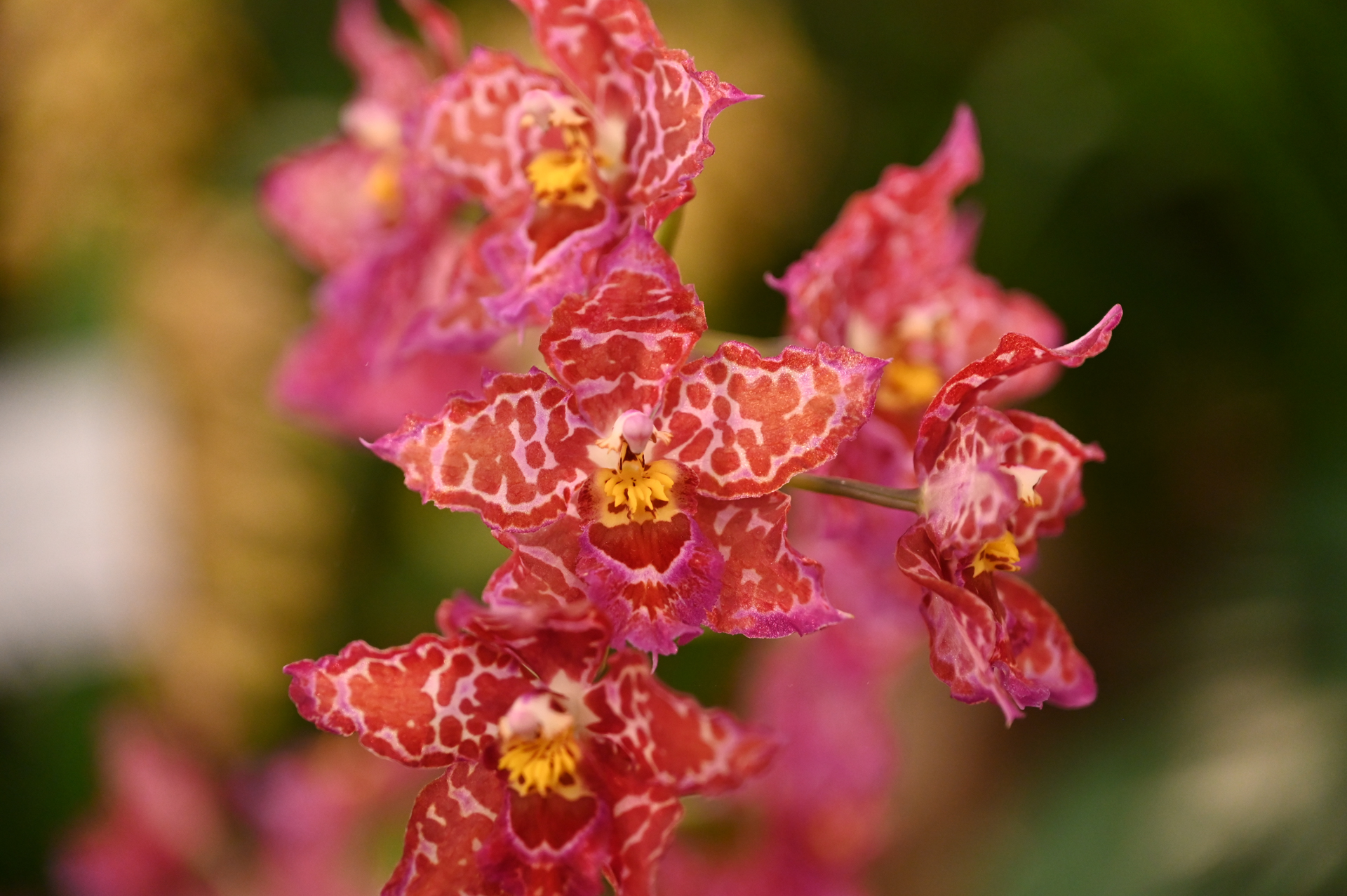 Dresdner Ostern 2026 – Südamerikanischer Stand