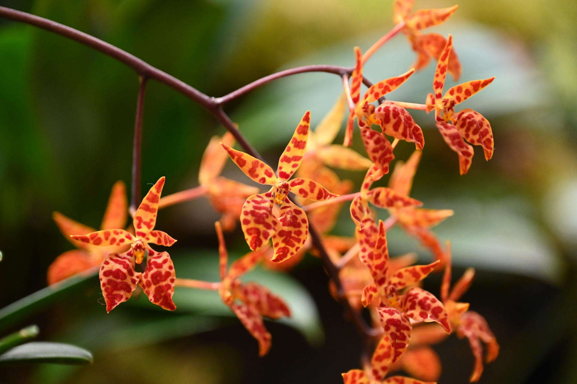 Dresdner Ostern 2026 – Südamerikanischer Stand