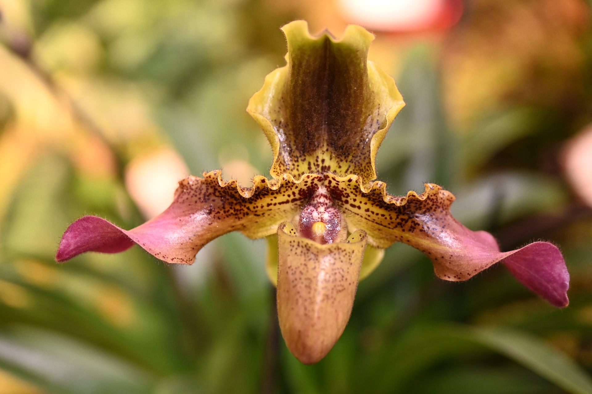 Dresdner Ostern 2026 – Orchidee