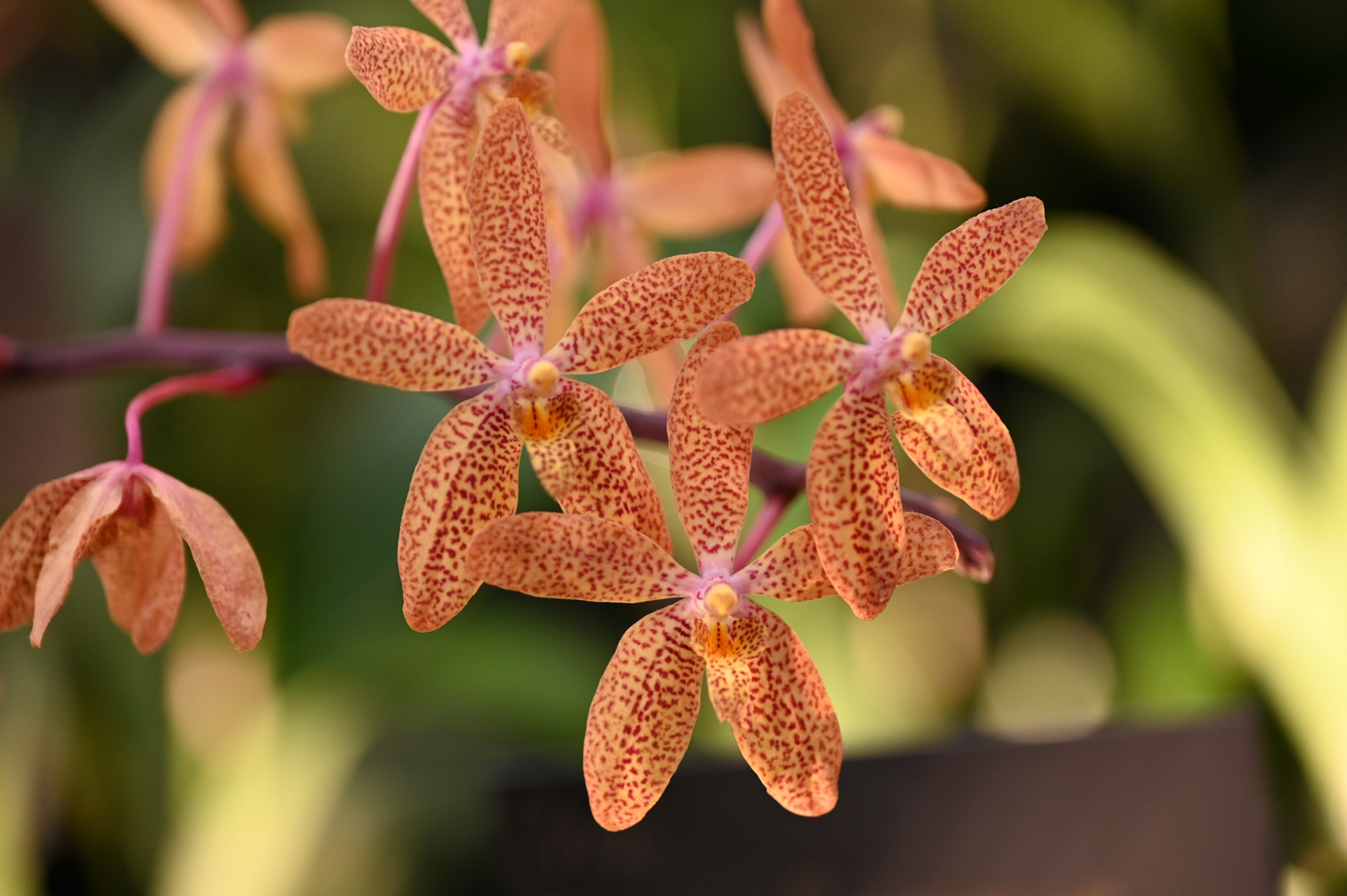 Dresdner Ostern 2026 – Orchidee