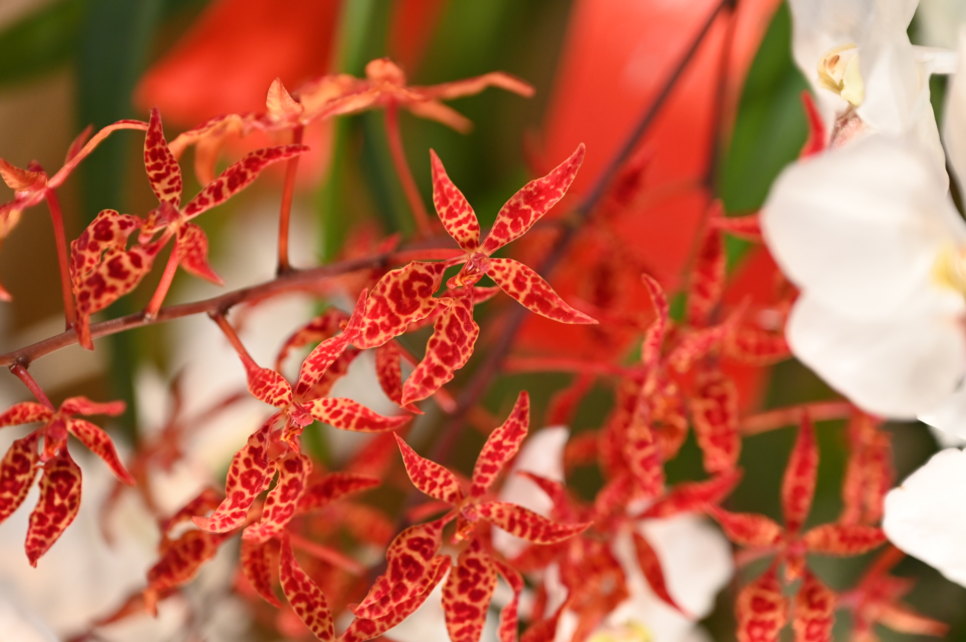 Dresdner Ostern 2026 – Orchidee Blüte