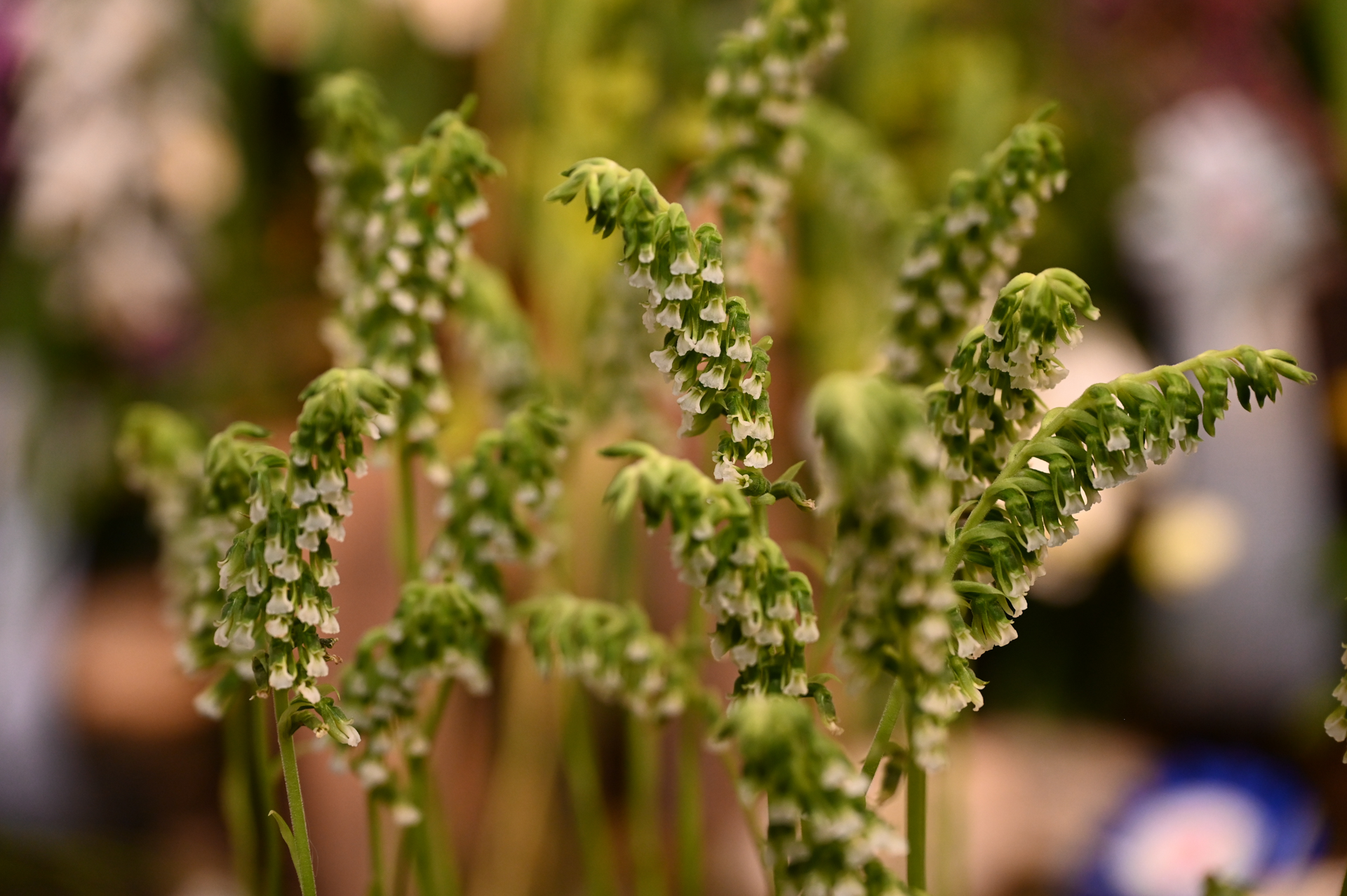 Dresdner Ostern 2026 – Orchidee Blüte