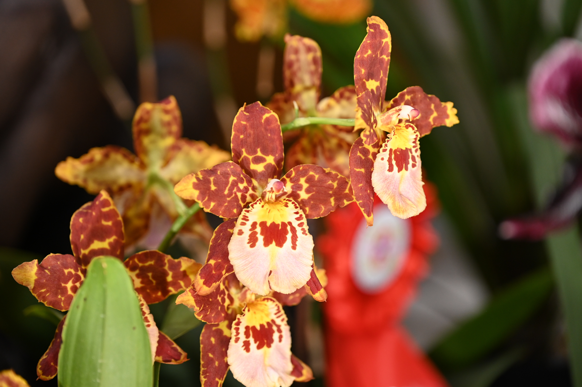 Dresdner Ostern 2026 – Orchidee
