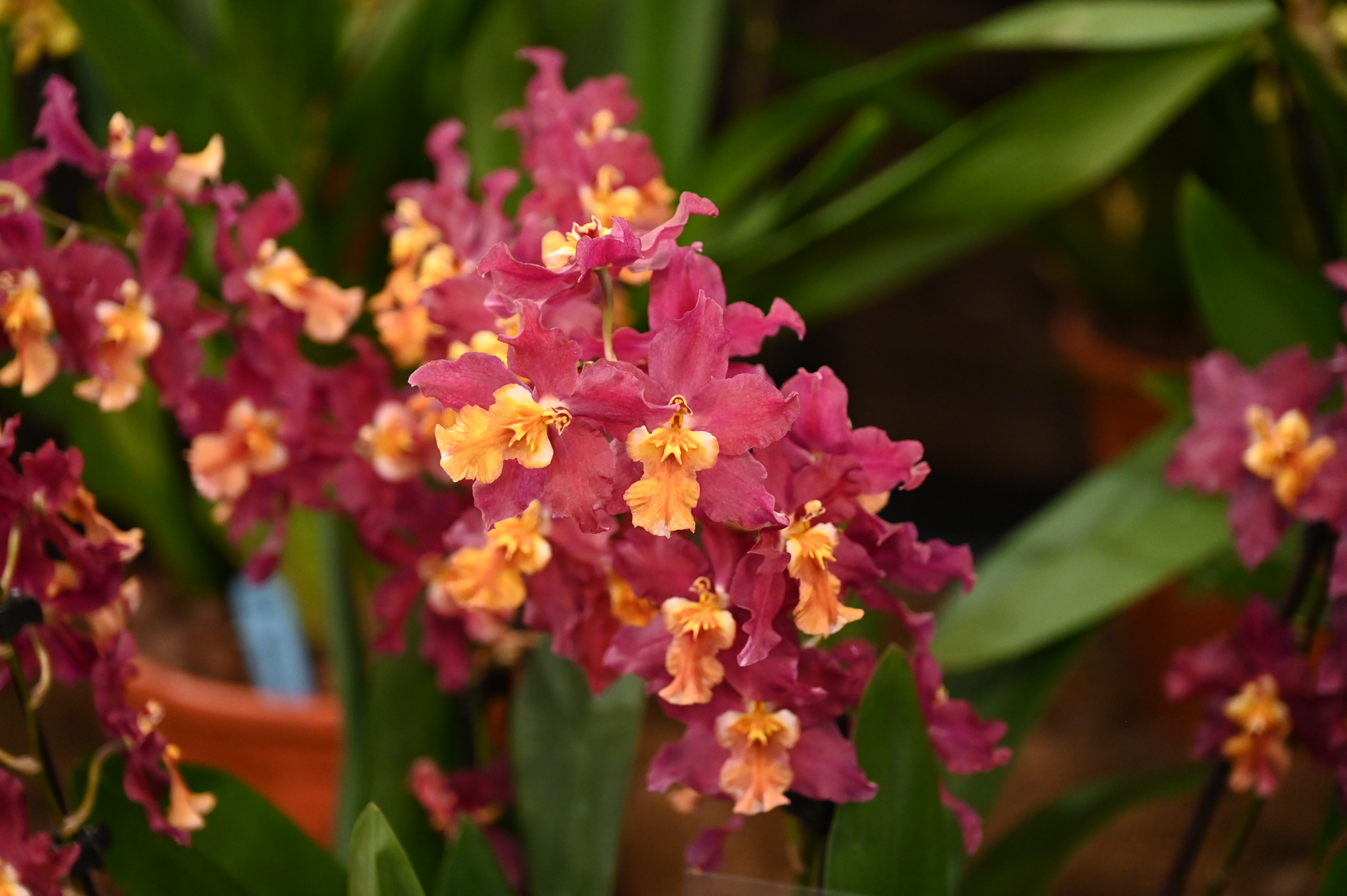 Dresdner Ostern 2026 – Orchidee
