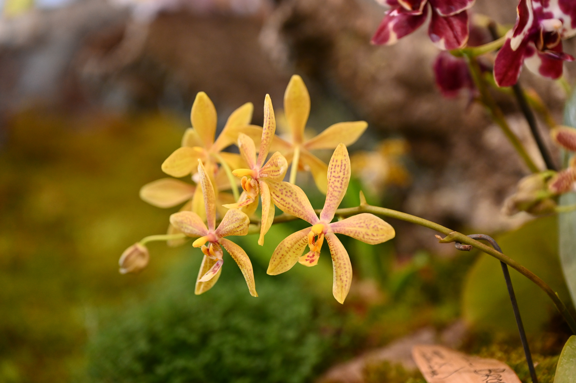 Dresdner Ostern 2026 – Orchidee