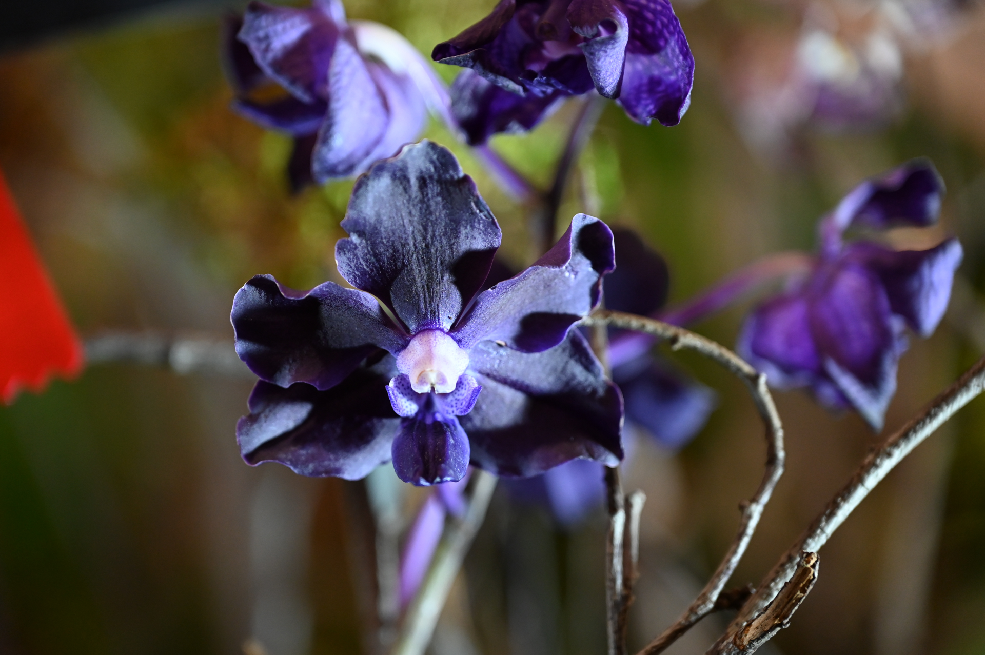 Dresdner Ostern 2026 – Orchidee