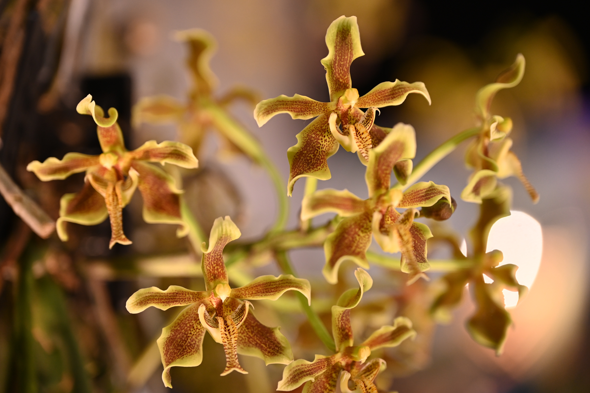 Dresdner Ostern 2026 – Abschlussimpression