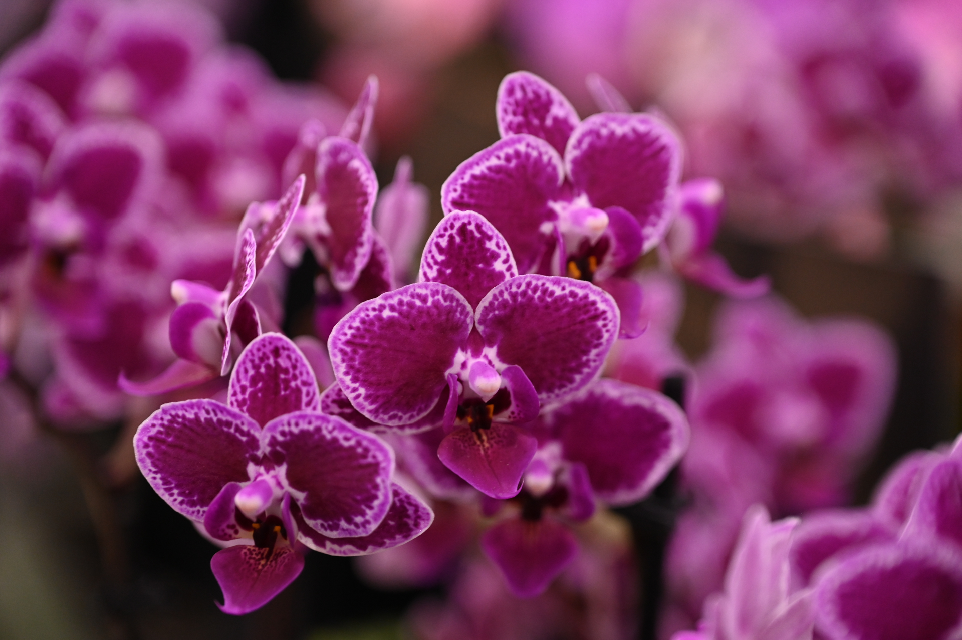 Dresdner Ostern 2026 – Abschlussimpression