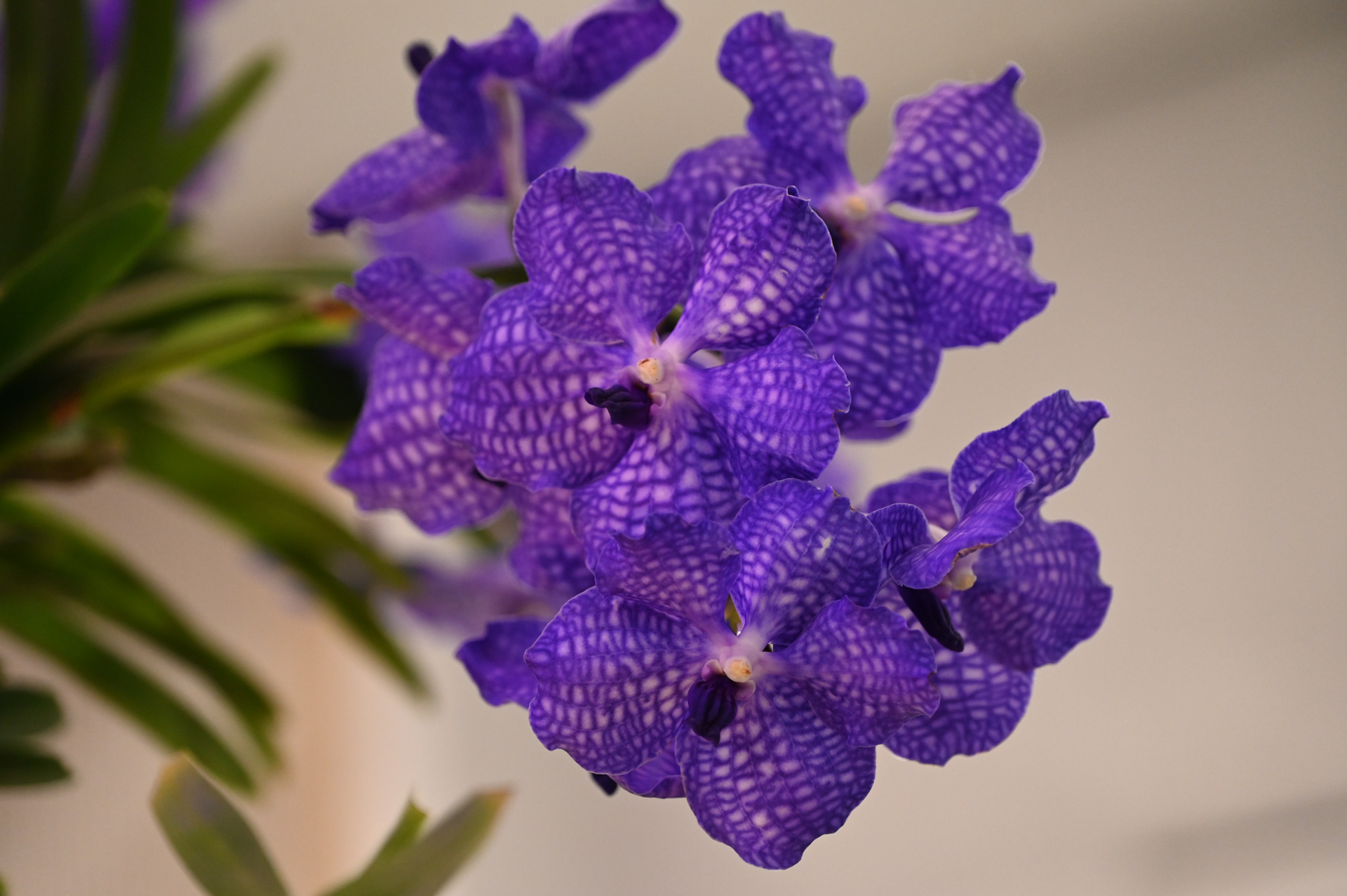 Dresdner Ostern 2026 – Orchidee