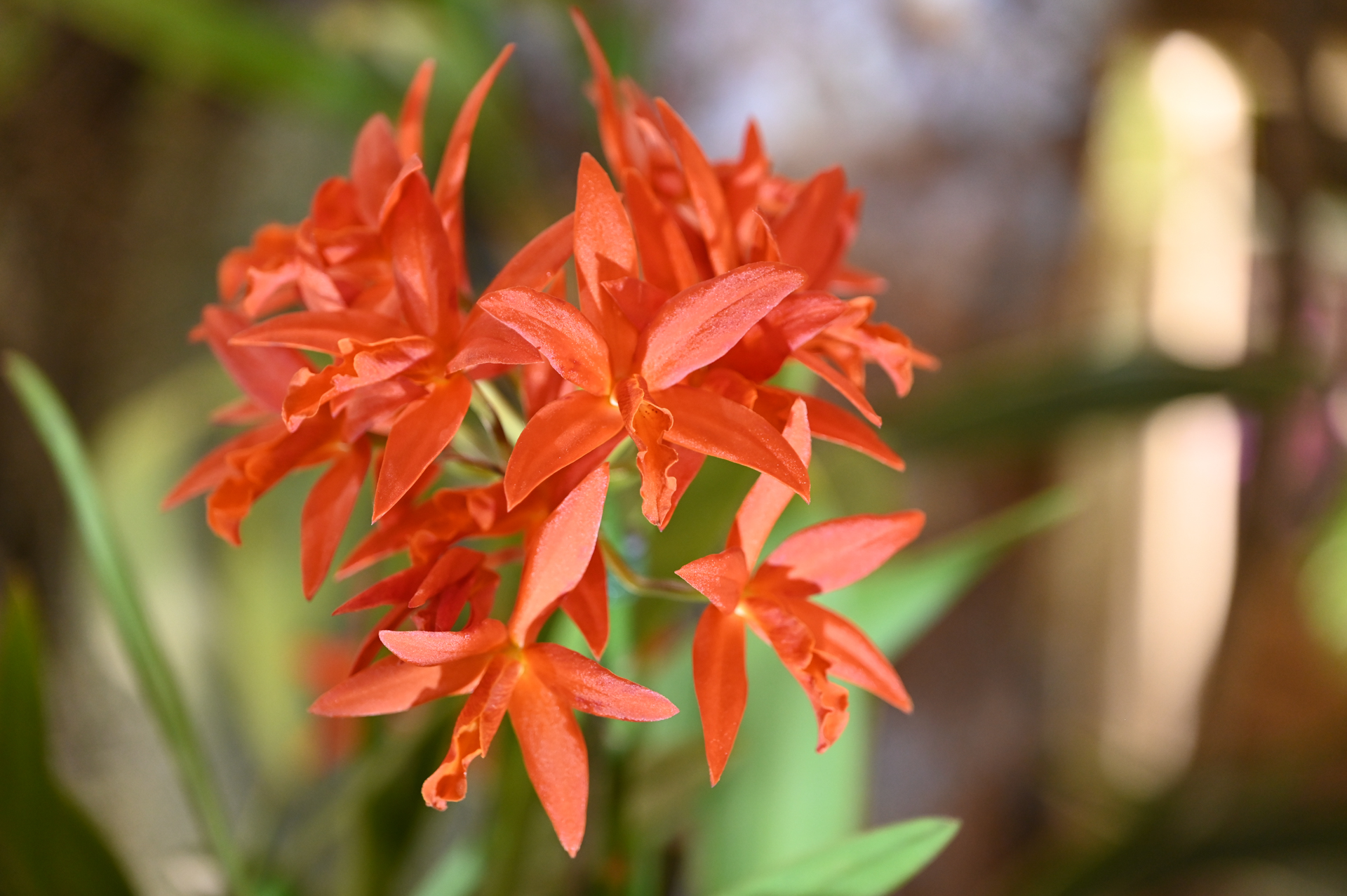 Dresdner Ostern 2026 – Orchidee