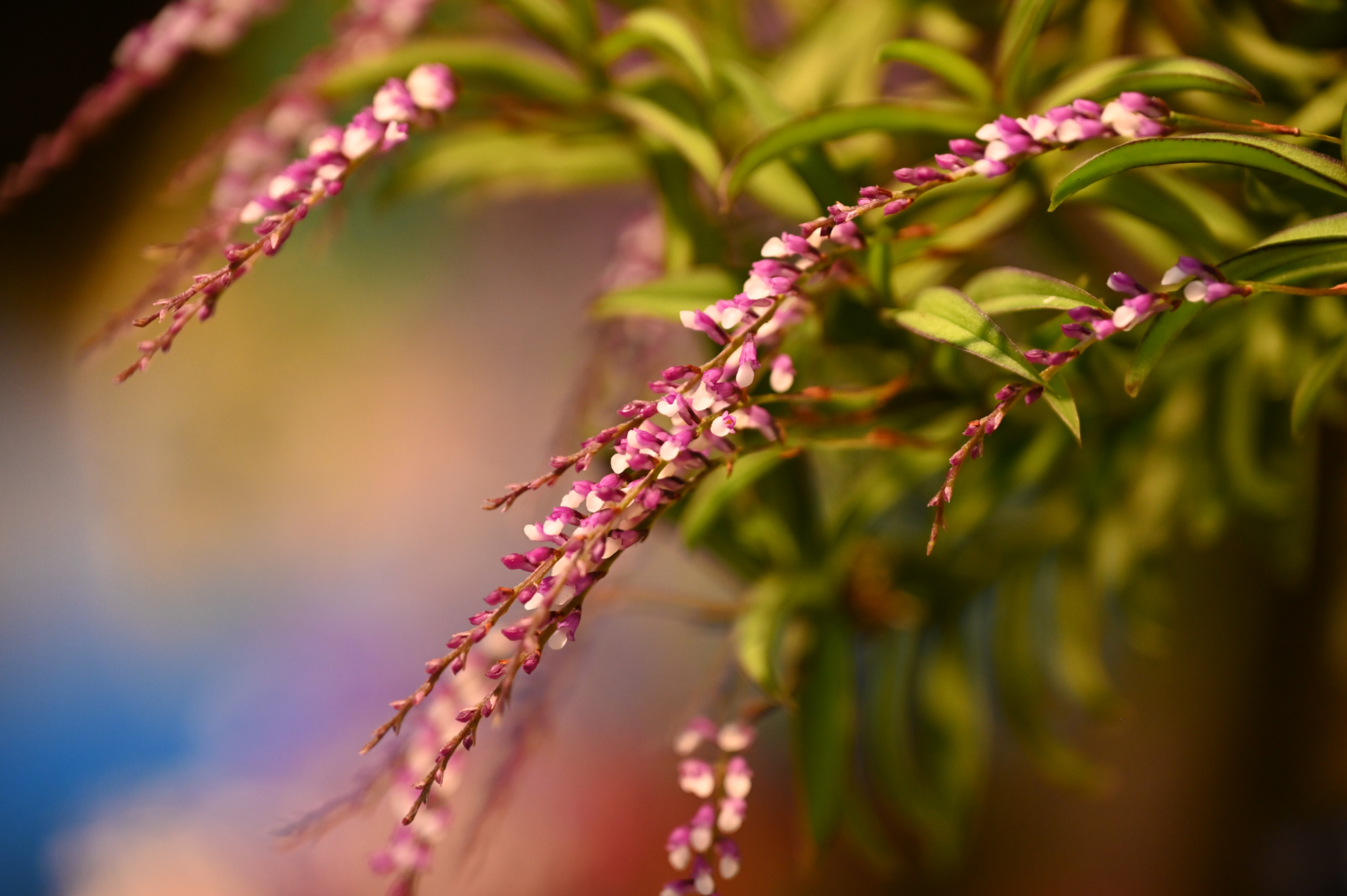 Dresdner Ostern 2026 – Orchidee