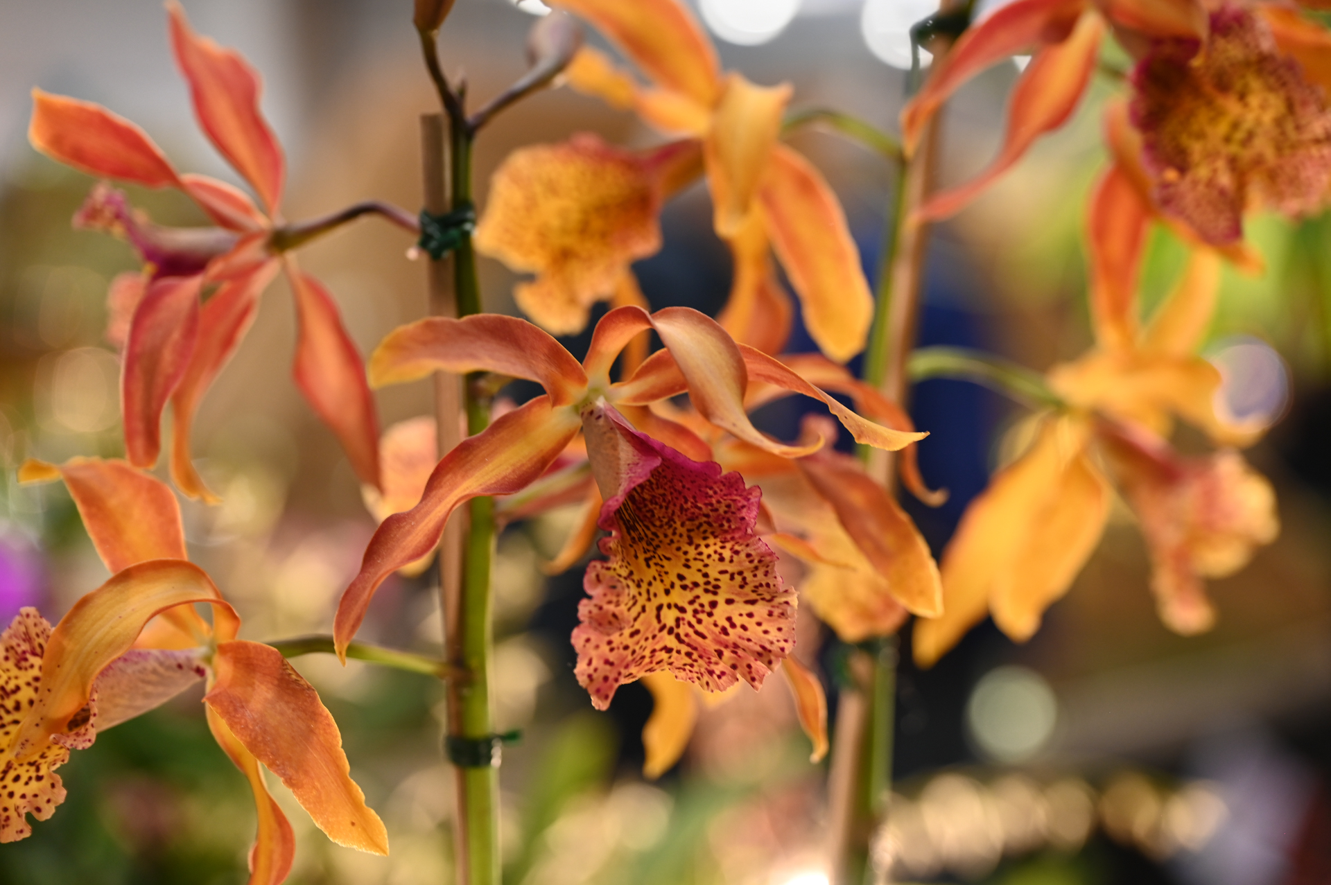 Dresdner Ostern 2026 – Orchidee