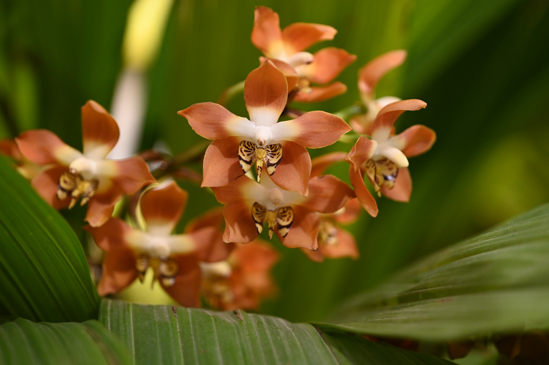 Dresdner Ostern 2026 – Orchidee