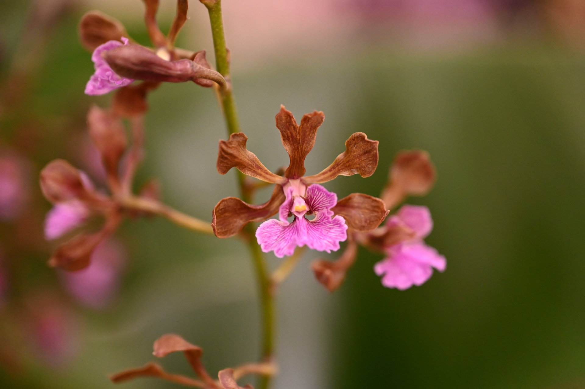 Dresdner Ostern 2026 – Orchidee