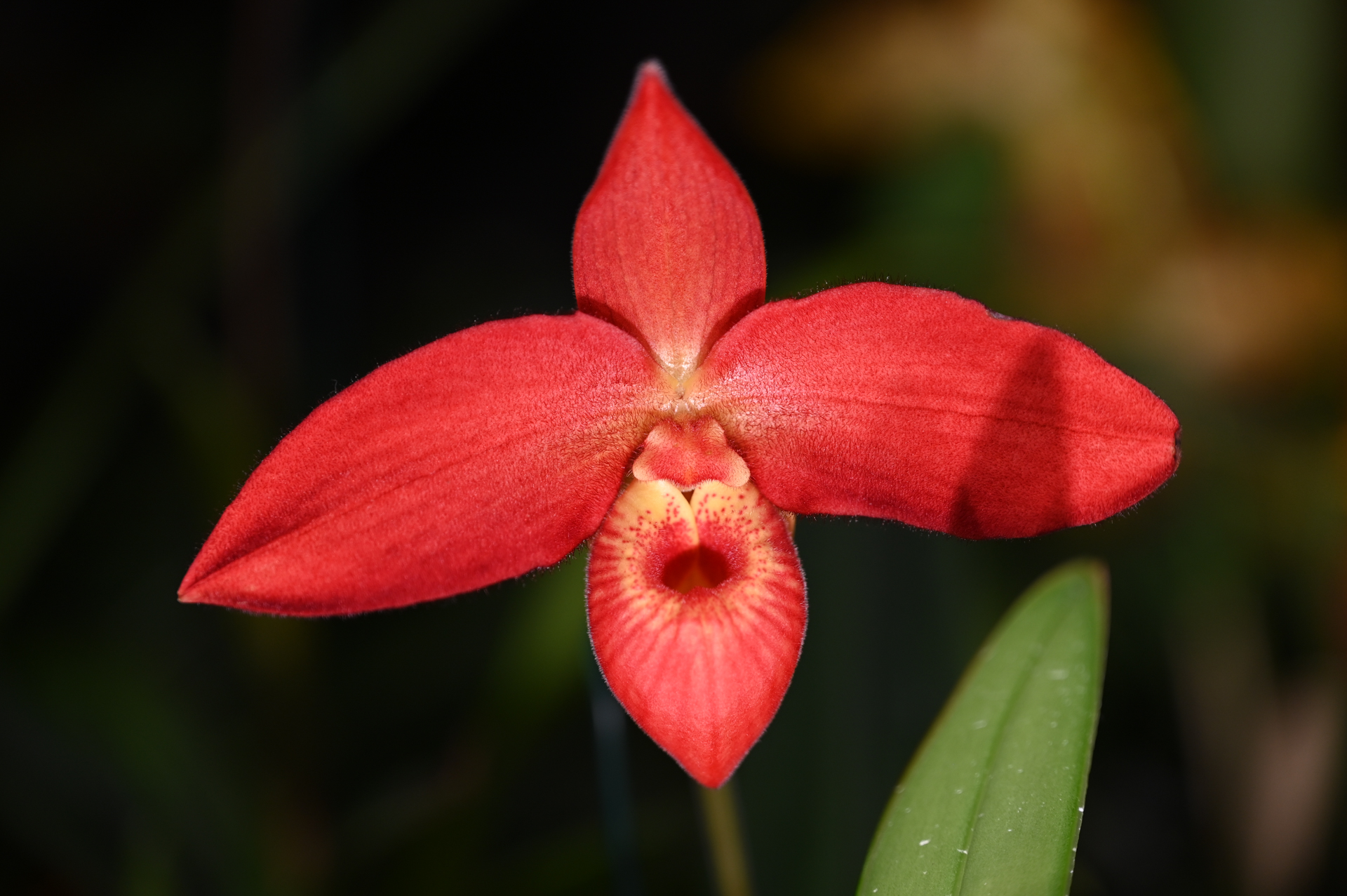 Dresdner Ostern 2026 – Orchidee