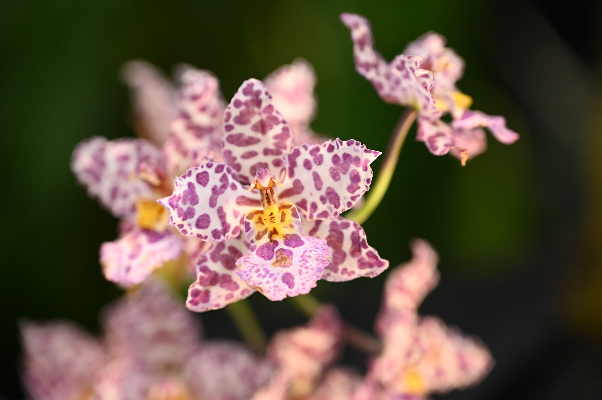 Dresdner Ostern 2026 – Orchidee