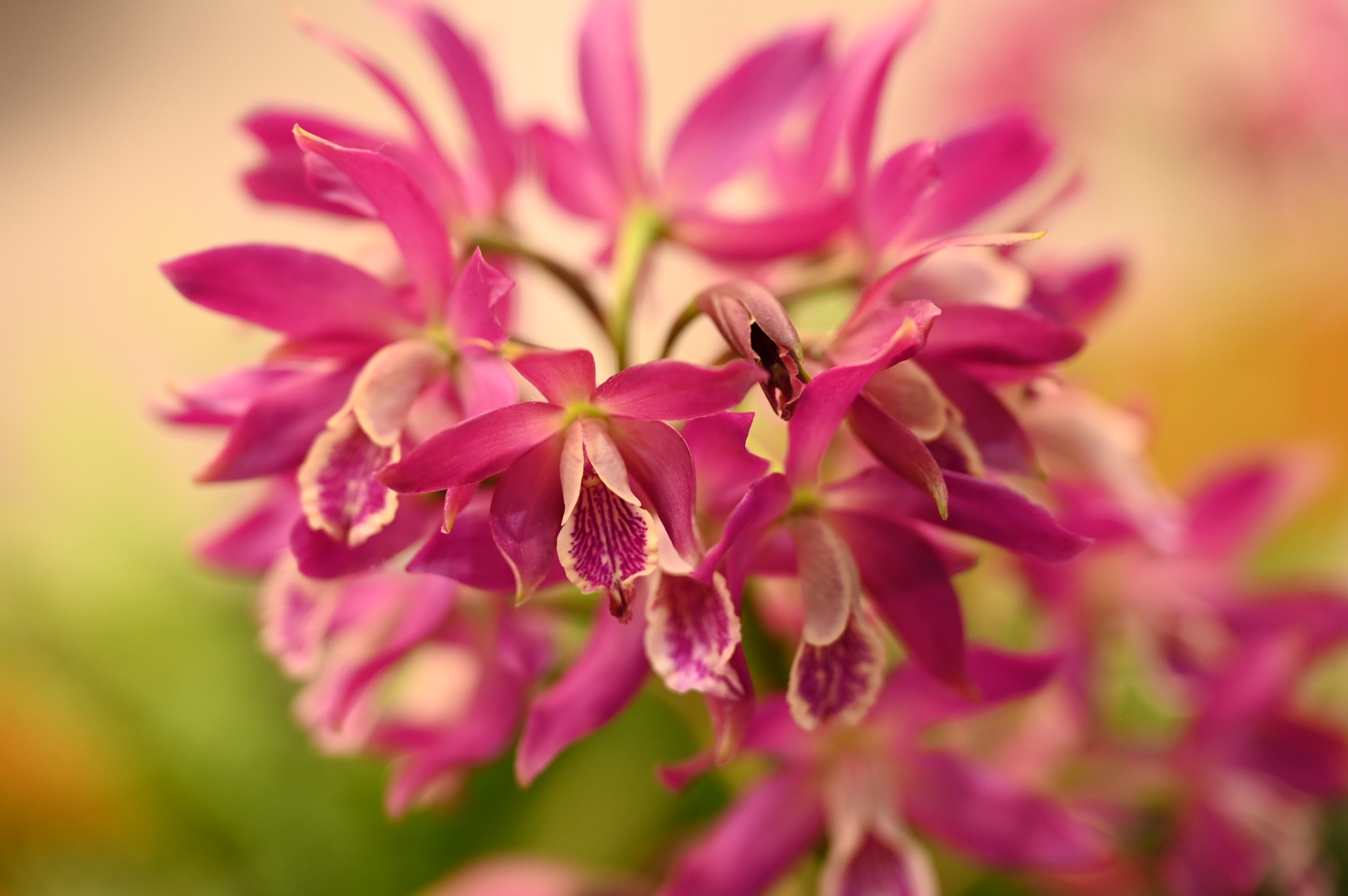 Dresdner Ostern 2026 – Orchidee