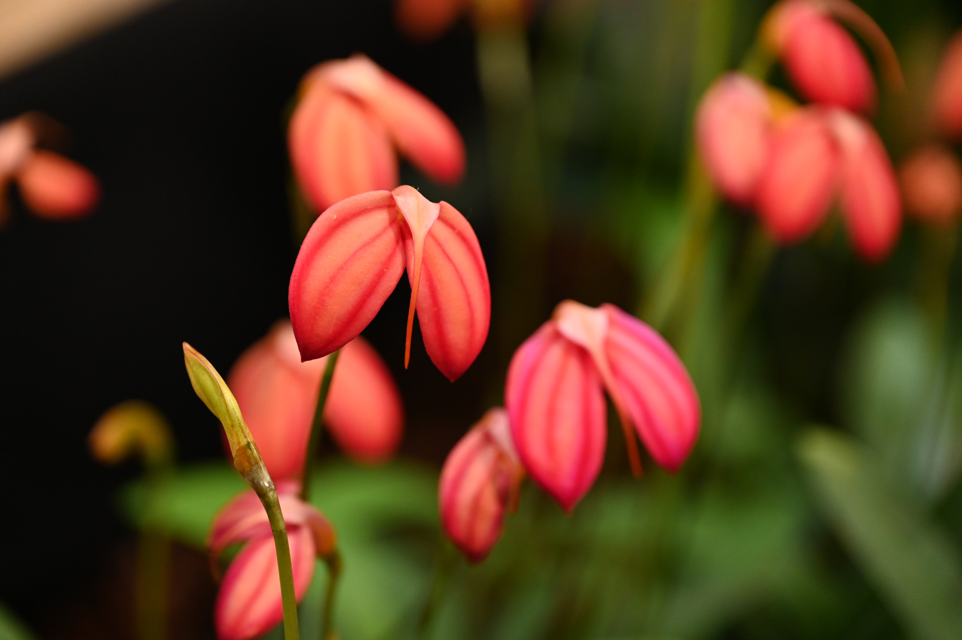 Dresdner Ostern 2026 – Orchidee