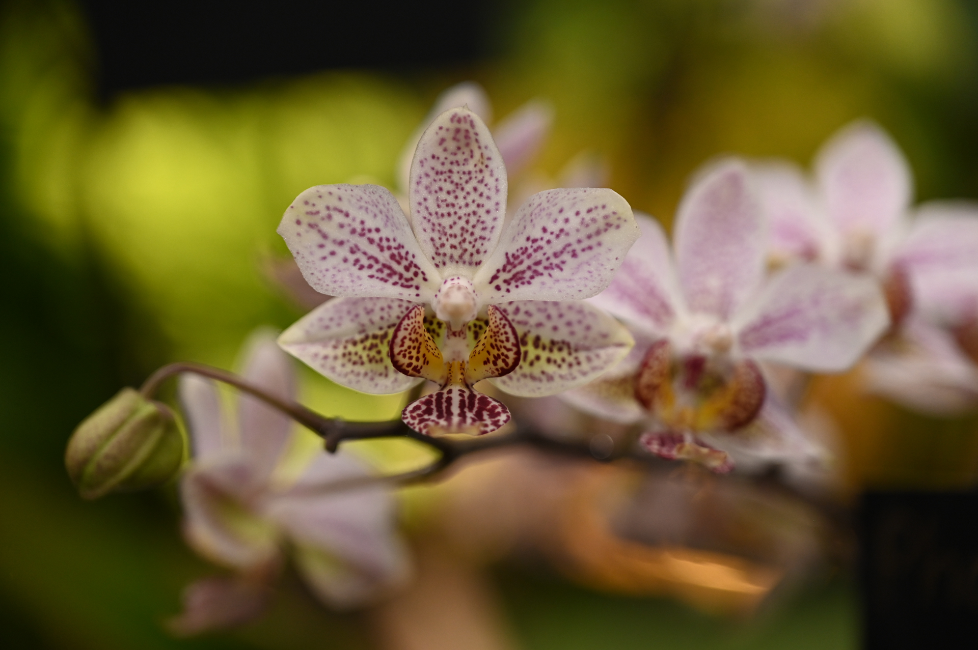 Dresdner Ostern 2026 – Orchidee