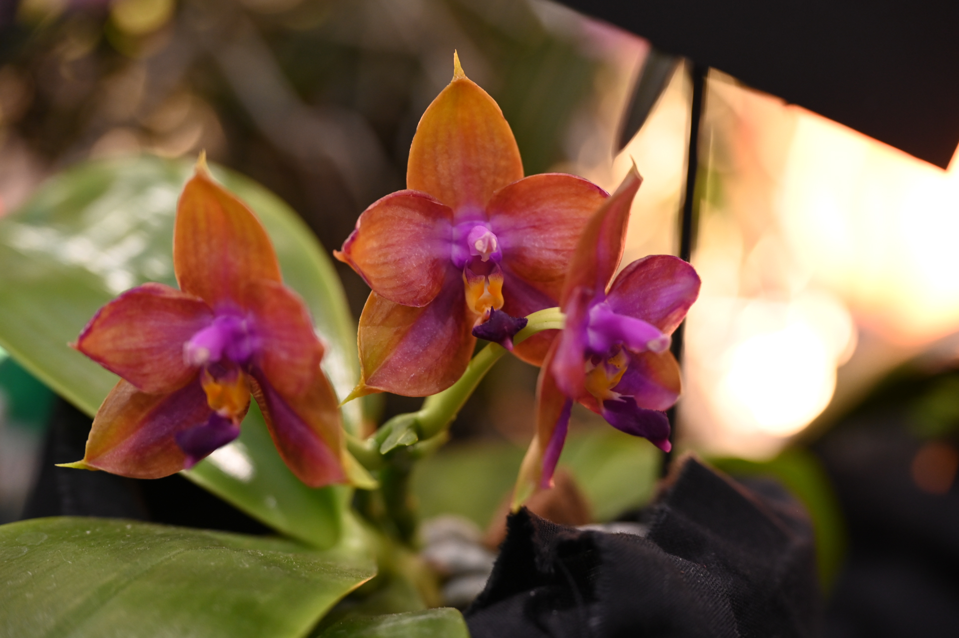 Dresdner Ostern 2026 – Orchidee