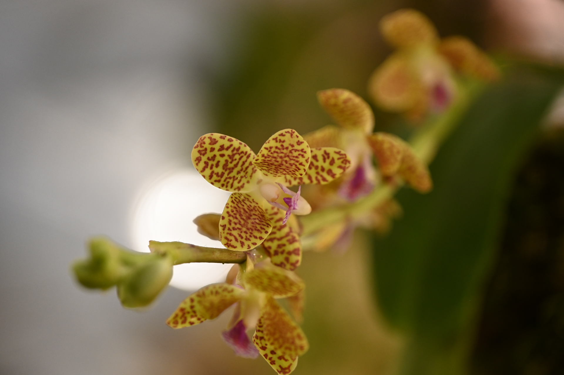 Dresdner Ostern 2026 – Orchidee