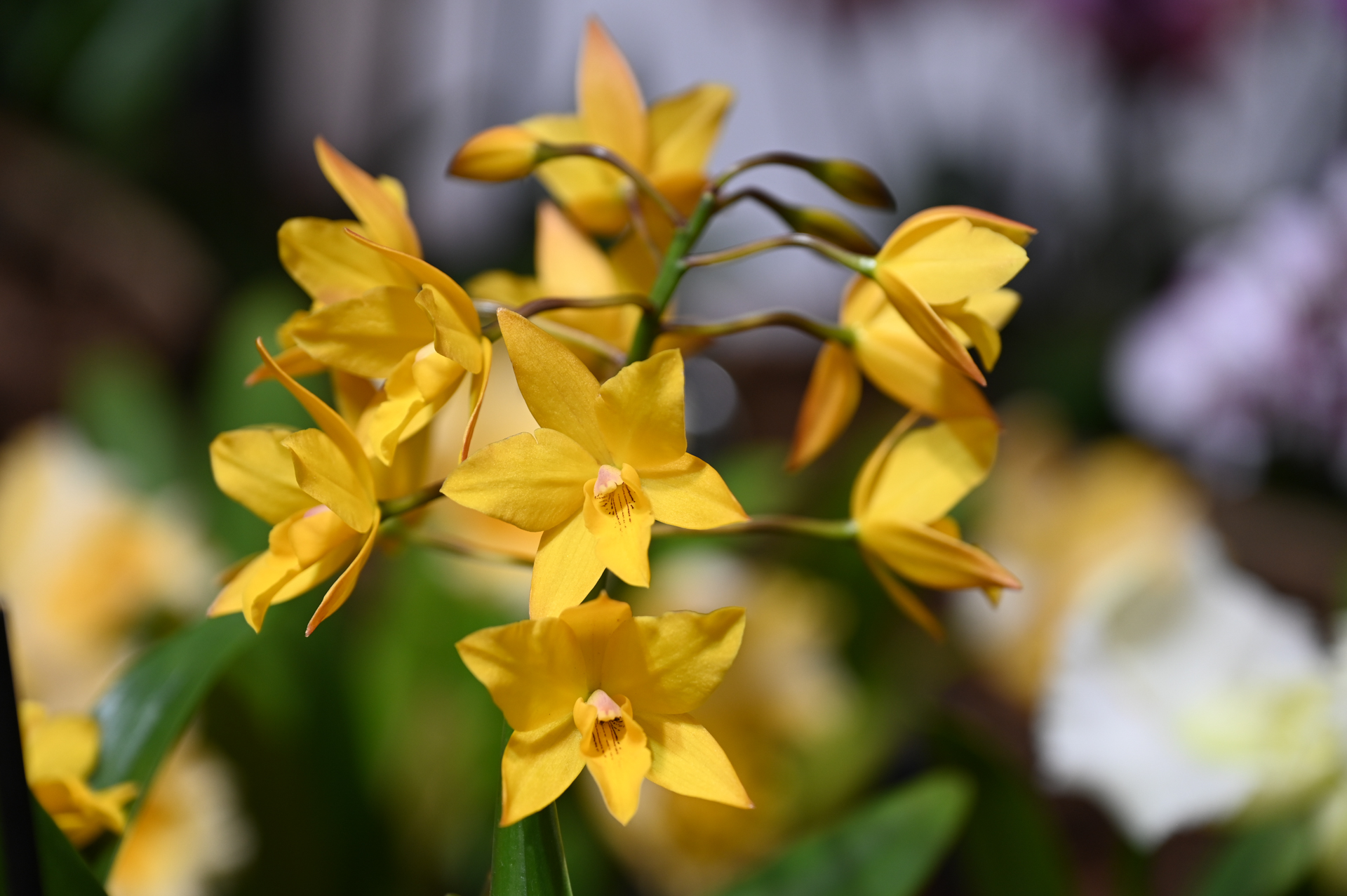 Dresdner Ostern 2026 – Orchidee