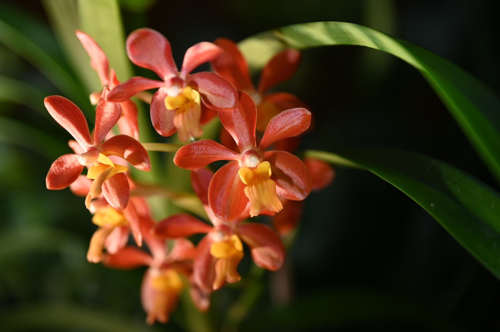 Dresdner Ostern 2026 – Orchidee