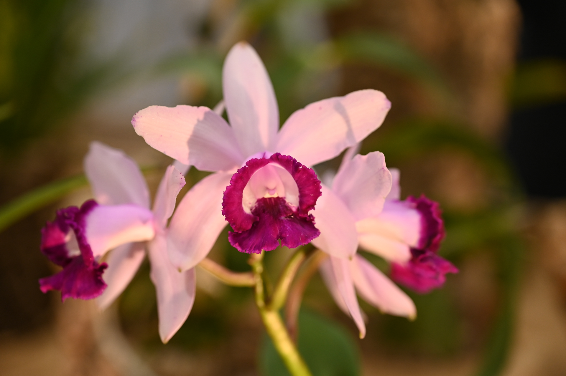 Dresdner Ostern 2026 – Orchidee