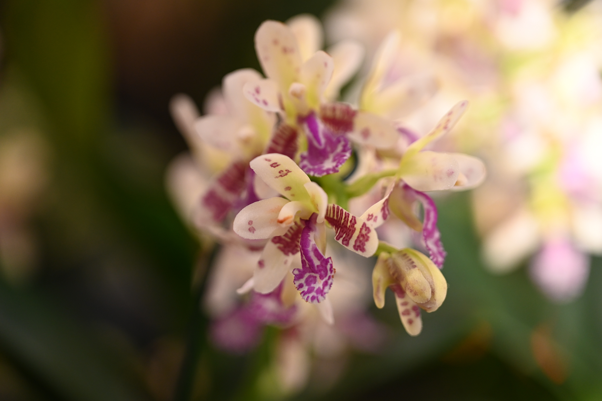 Dresdner Ostern 2026 – Orchidee
