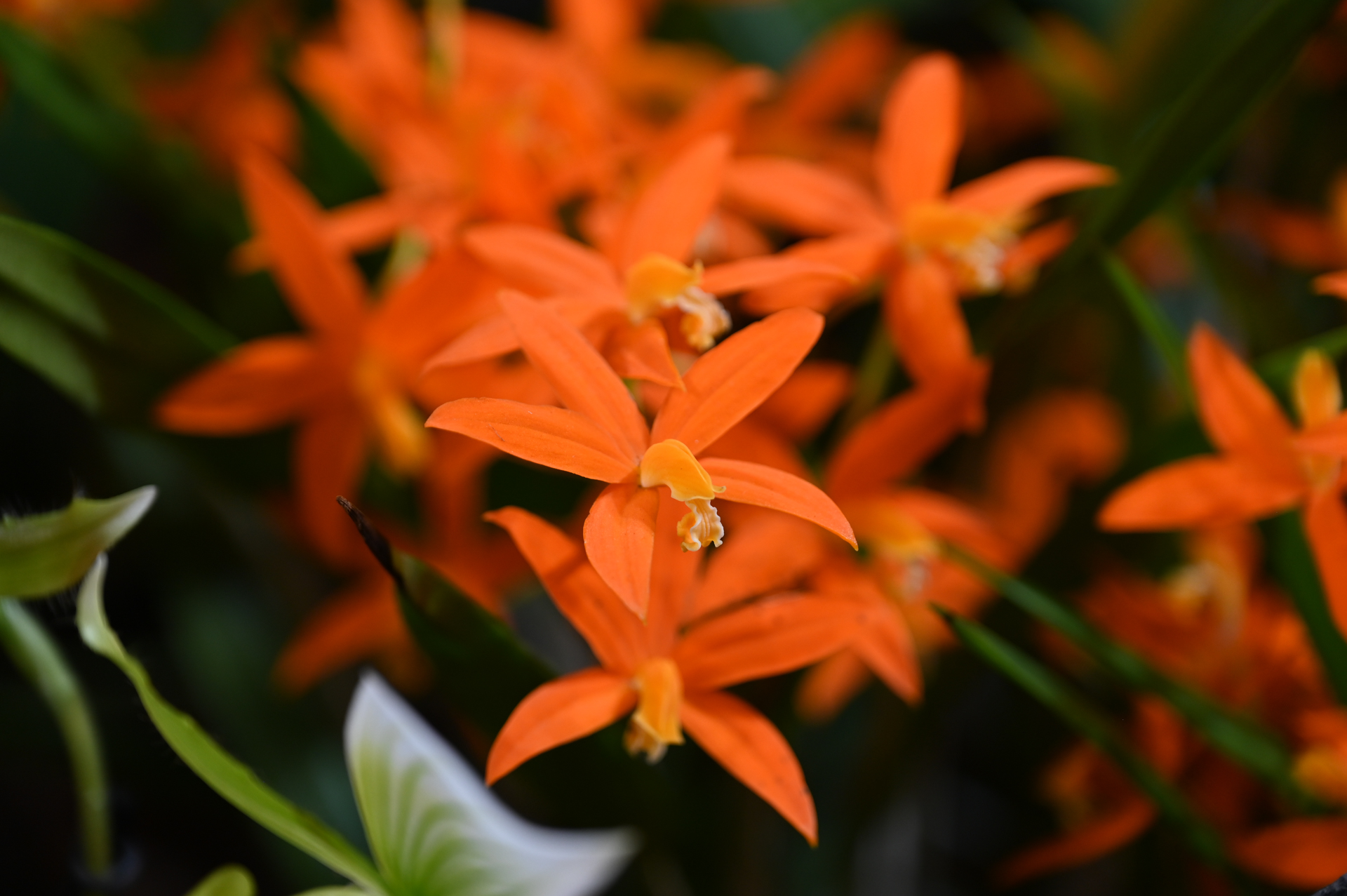 Dresdner Ostern 2026 – Orchidee