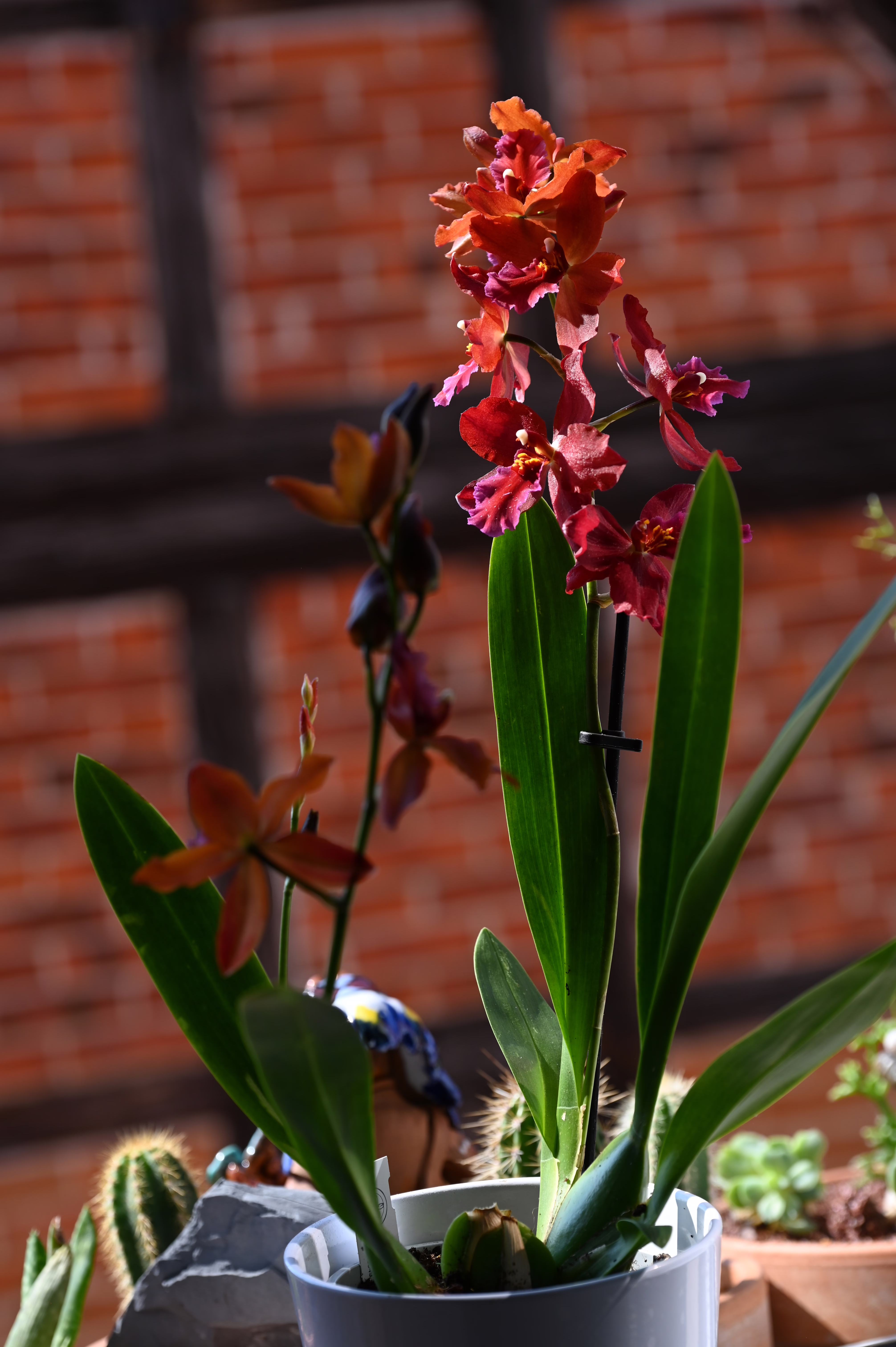 Odontonia Lisa Delight – Blütenstand mit mehreren lebhaften Blüten