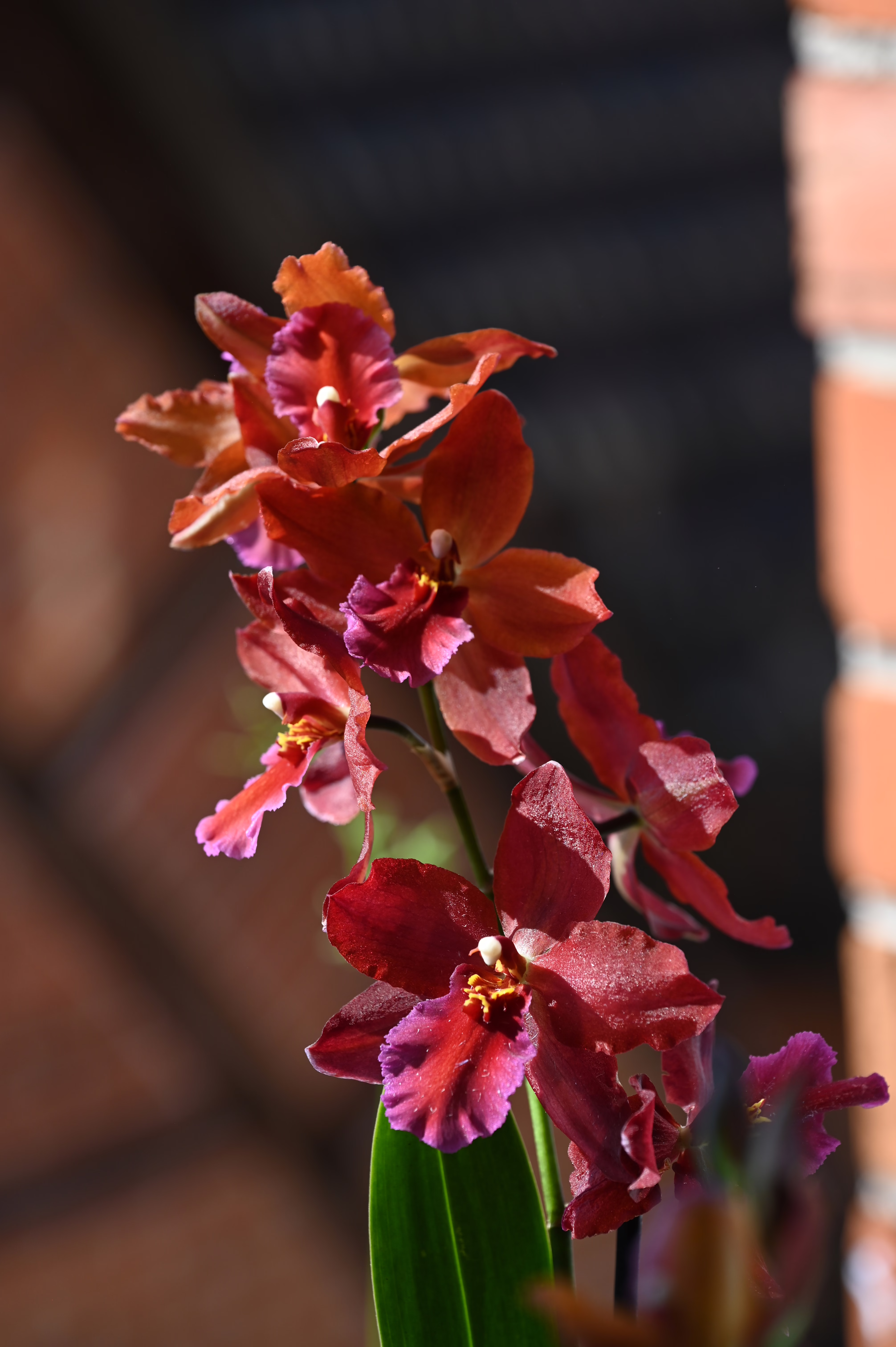 Odontonia Lisa Delight – Detailaufnahme der charakteristischen Blüten