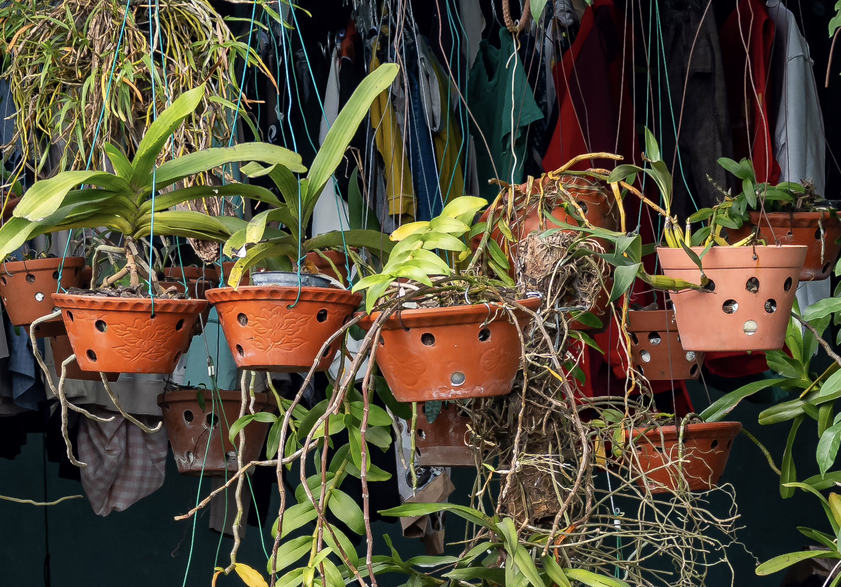 Orchideen in perforierten Tontöpfen mit hängenden Luftwurzeln – Nahaufnahme aus Tam Coc, Vietnam