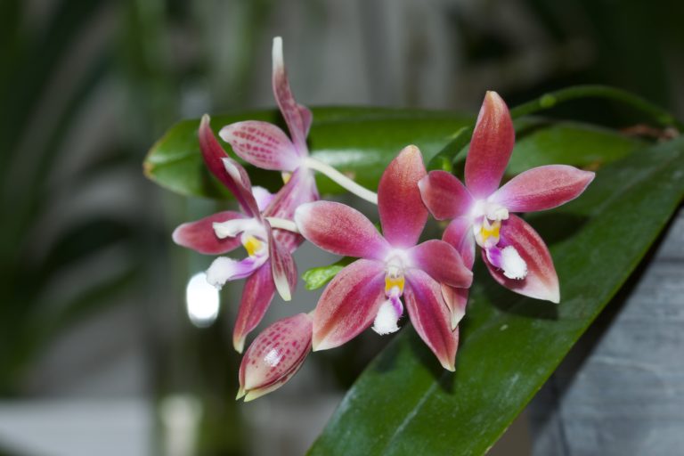 Phalaenopsis Naturformen