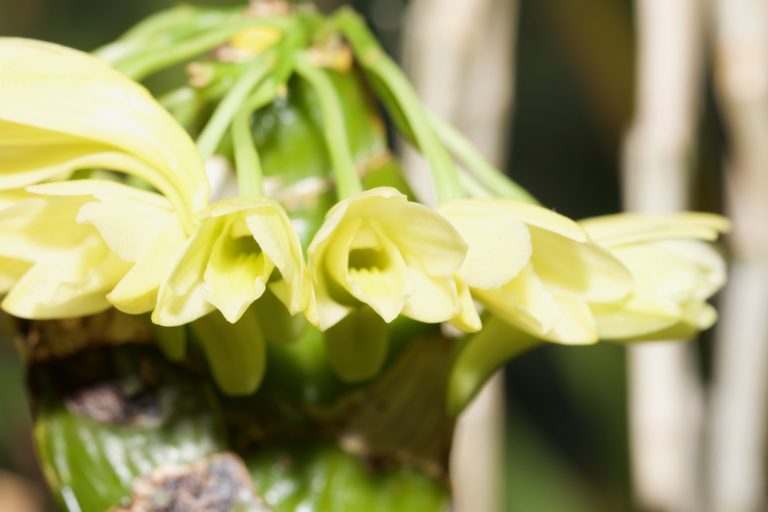 Dendrobium platycaulon