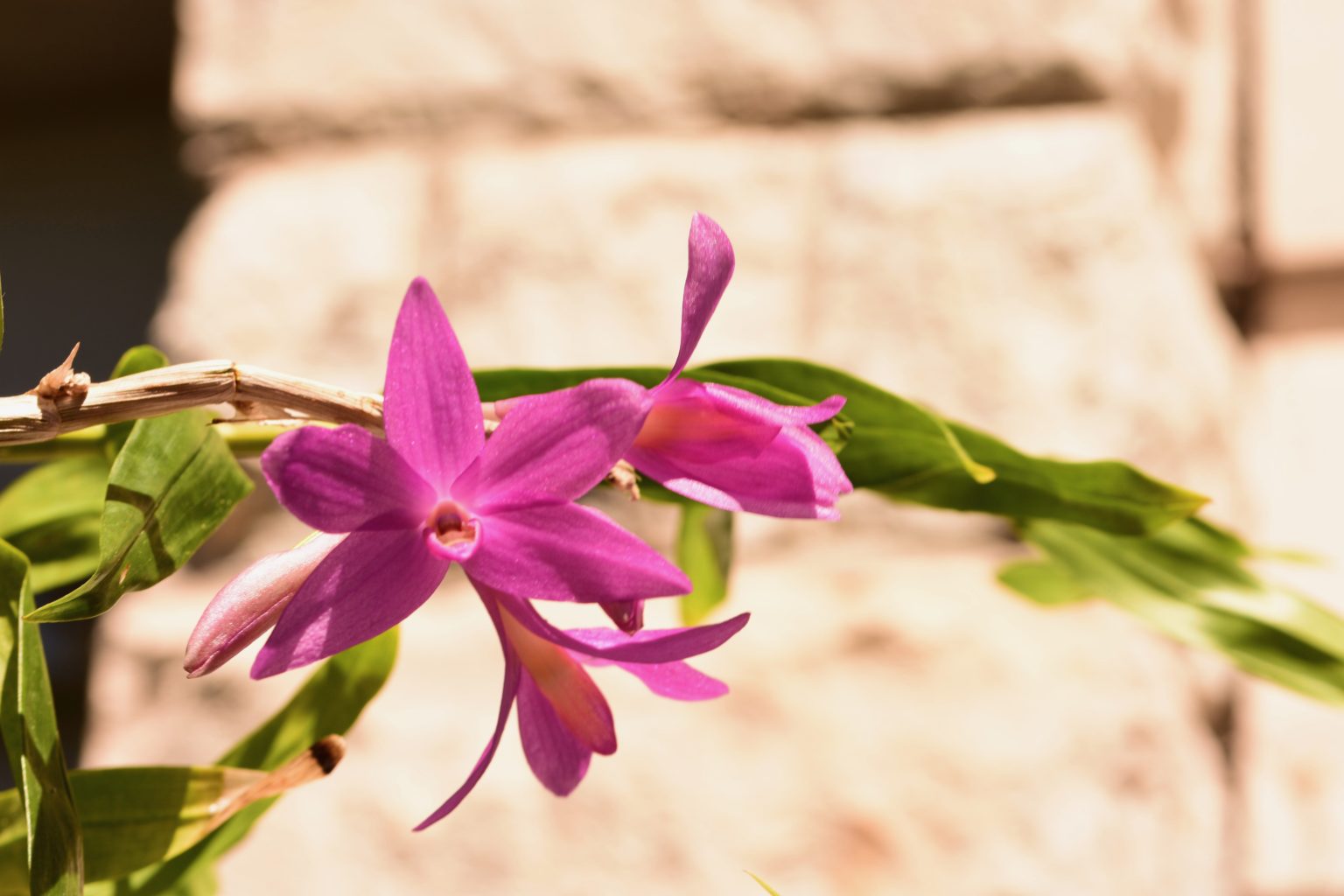 57+ Wie Gieße Ich Orchideen, Danach kann das substrat der pflanze